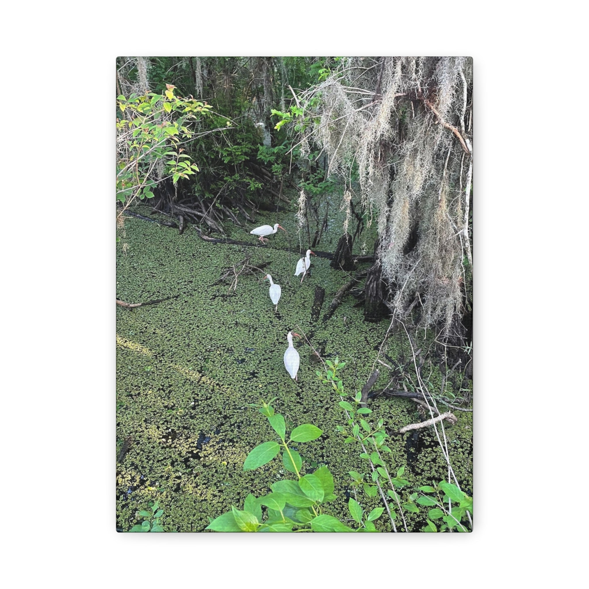 Canvas Prints