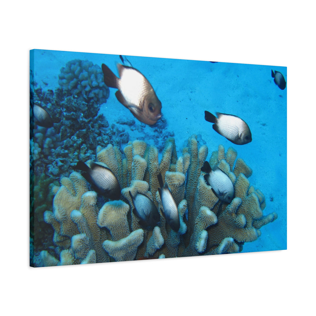 Underwater Coral Reef Canvas Wall Art — Tropical Fish Matte Stretched Canvas