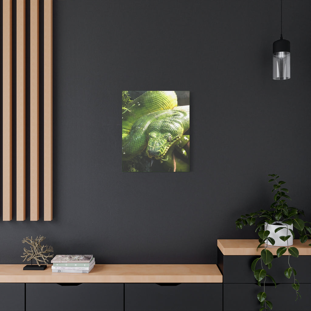 Green Tree Python Canvas Print — Tropical Snake Wall Art (Matte Stretched)