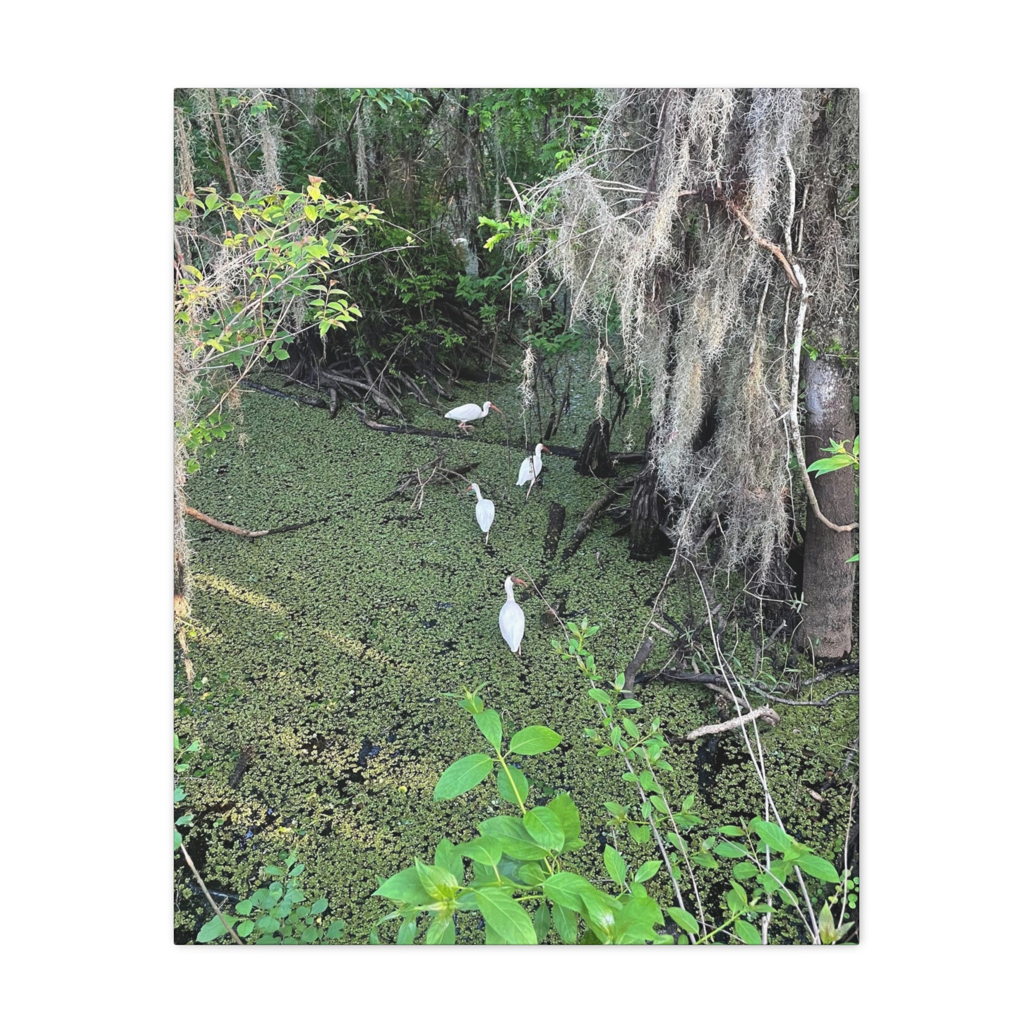 Swamp Egrets Canvas Print — Matte Stretched Nature Wall Art