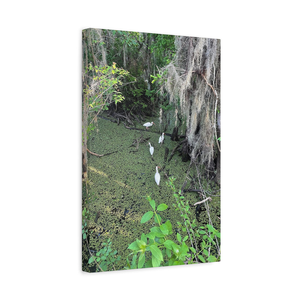 Swamp Egrets Canvas Print — Matte Stretched Nature Wall Art