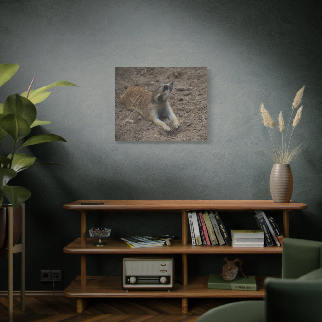 Meerkat Stretch Canvas Wall Art – Relaxed Desert Wildlife Print