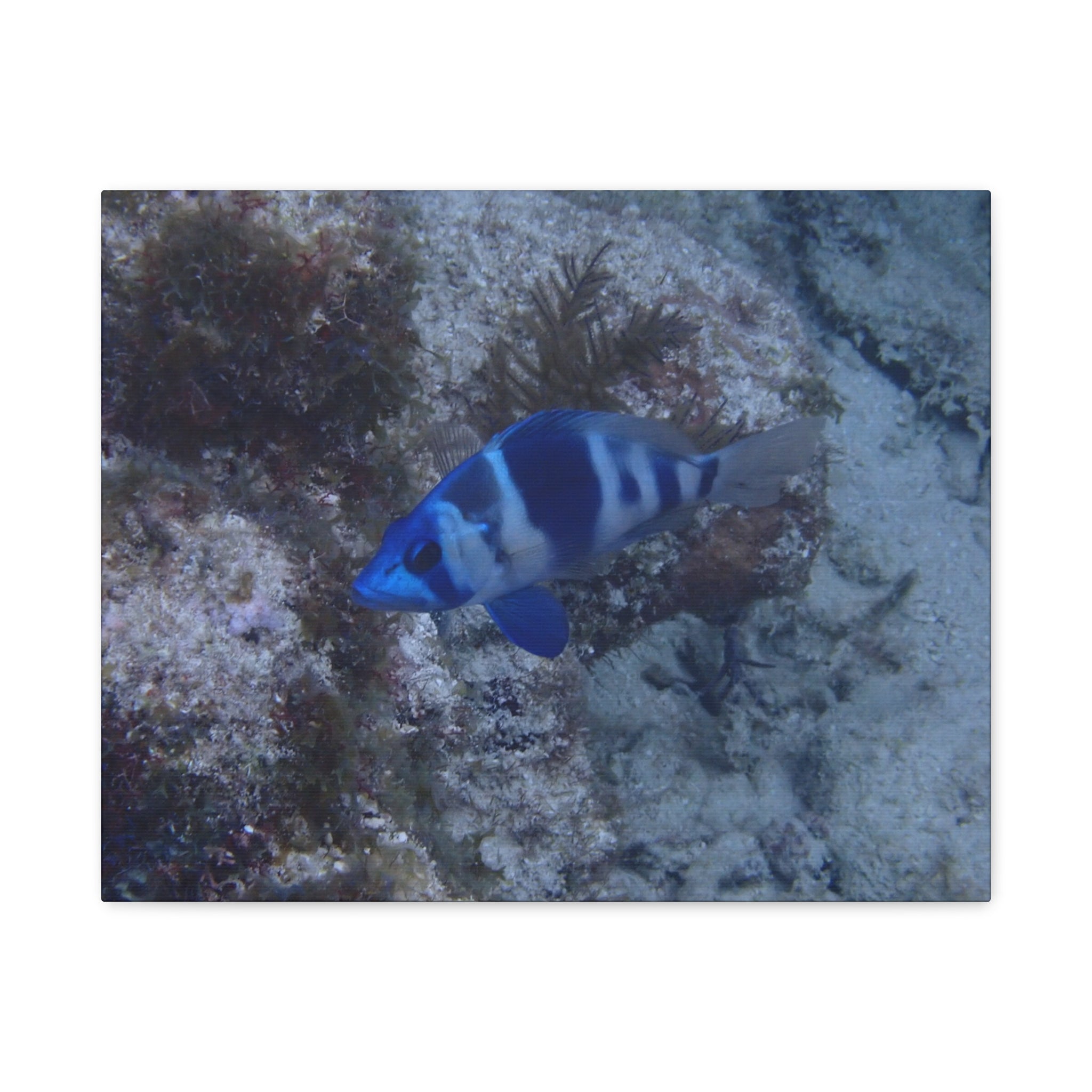 Indigo Hamlet Canvas Print — Underwater Matte Stretched Wall Art