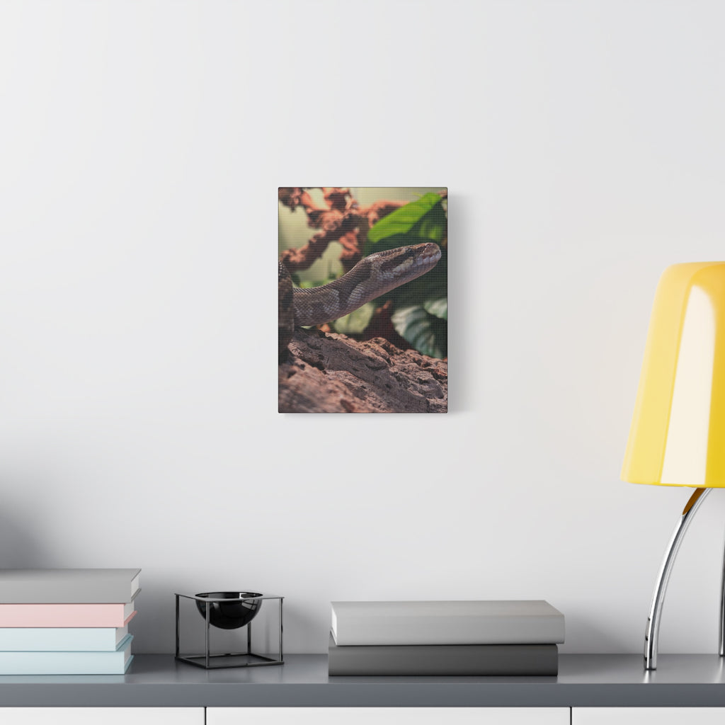 Ball Python Wildlife Matte Stretched Canvas Print — Reptile Wall Art