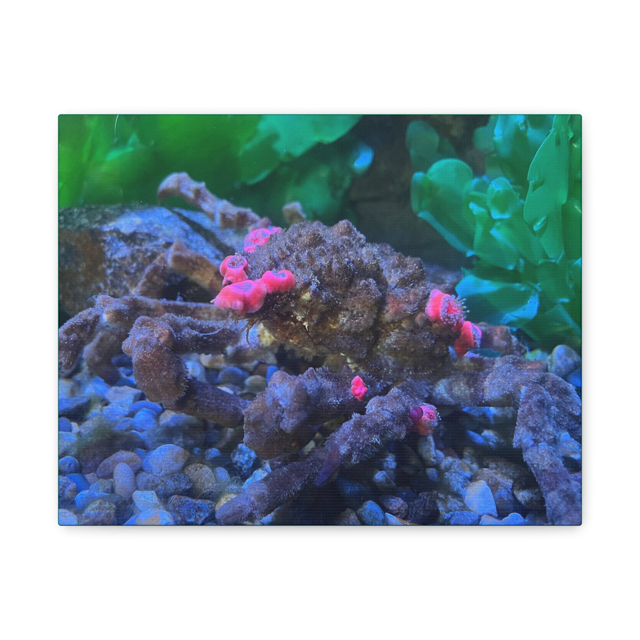 Decorator Crab Canvas Print — Colorful Underwater Art, Matte Stretched 1.25"