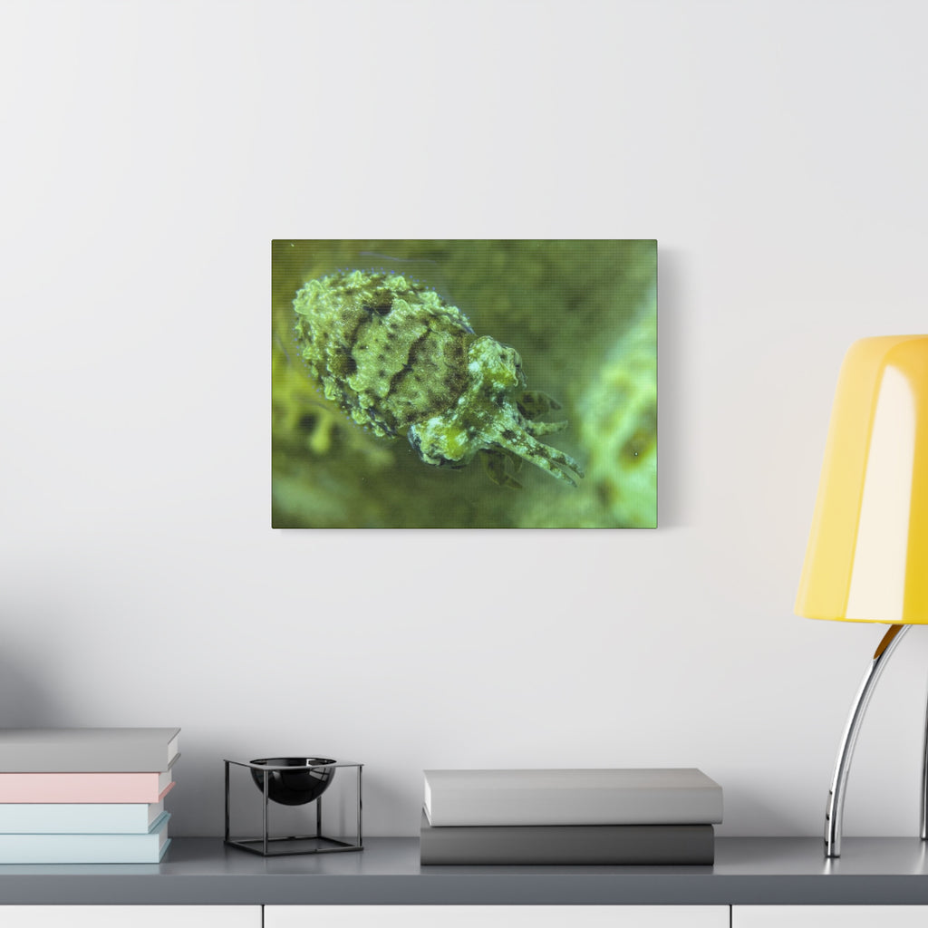 Dwarf Cuttlefish Canvas Print — Matte Stretched Sea Life Wall Art