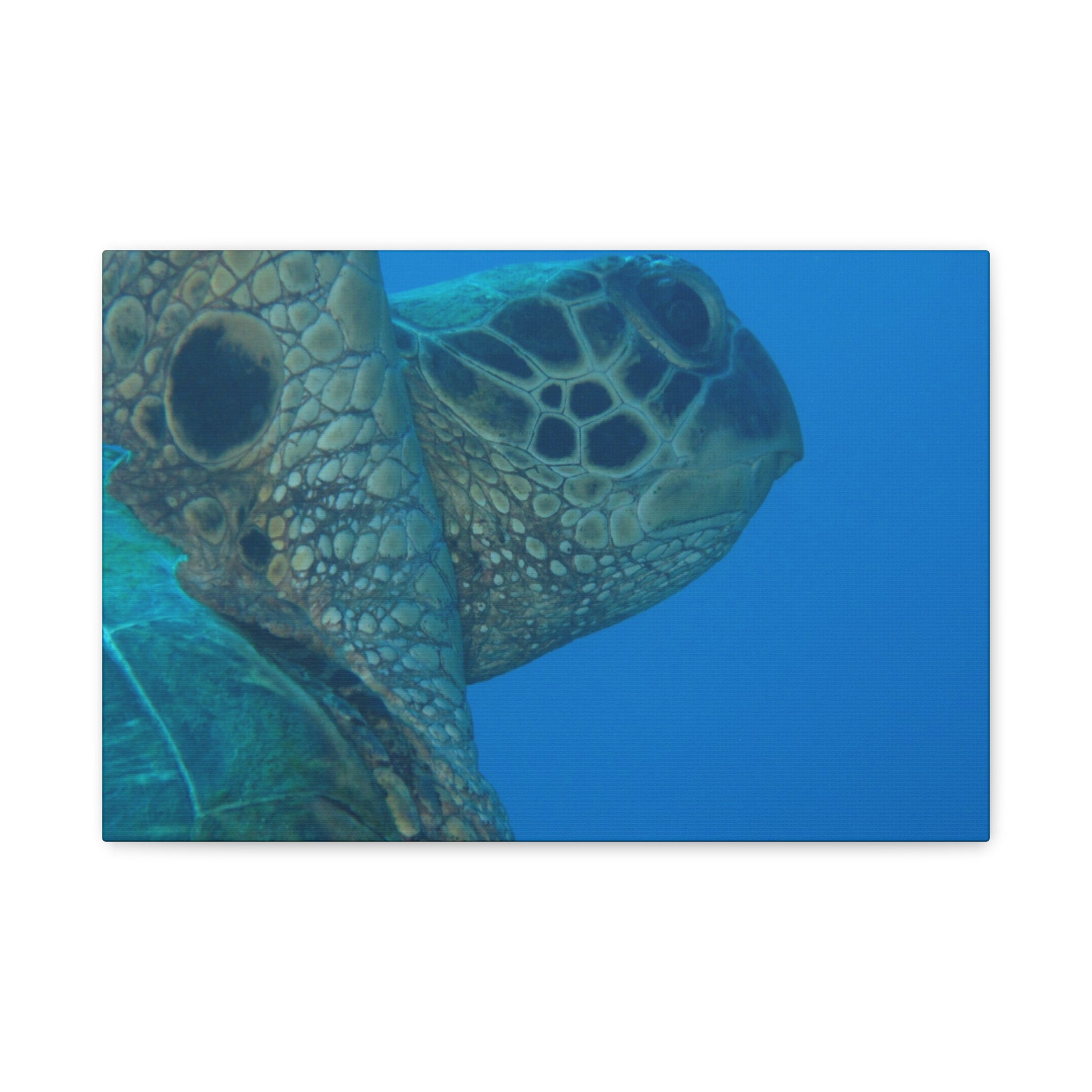 Green Sea Turtle Wall Canvas — Matte Stretched Ocean Photography Art