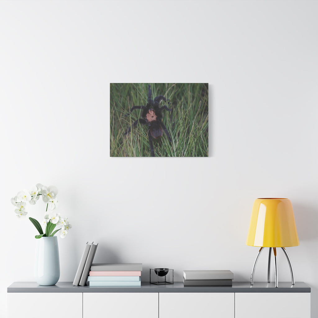 Roaming Tarantula Wall Art Canvas - Realistic Spider Photography on Matte Stretched Canvas