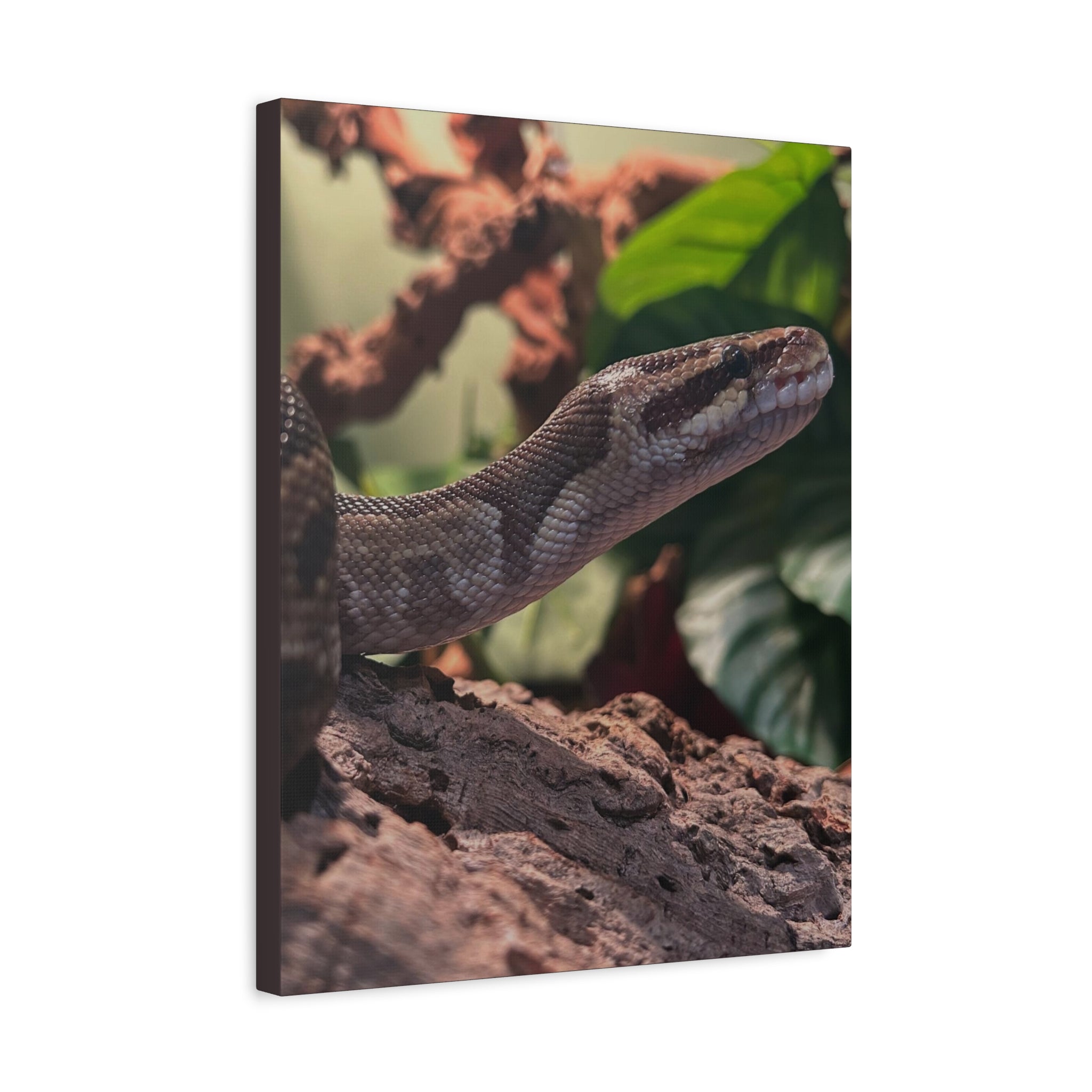 Ball Python Wildlife Matte Stretched Canvas Print — Reptile Wall Art