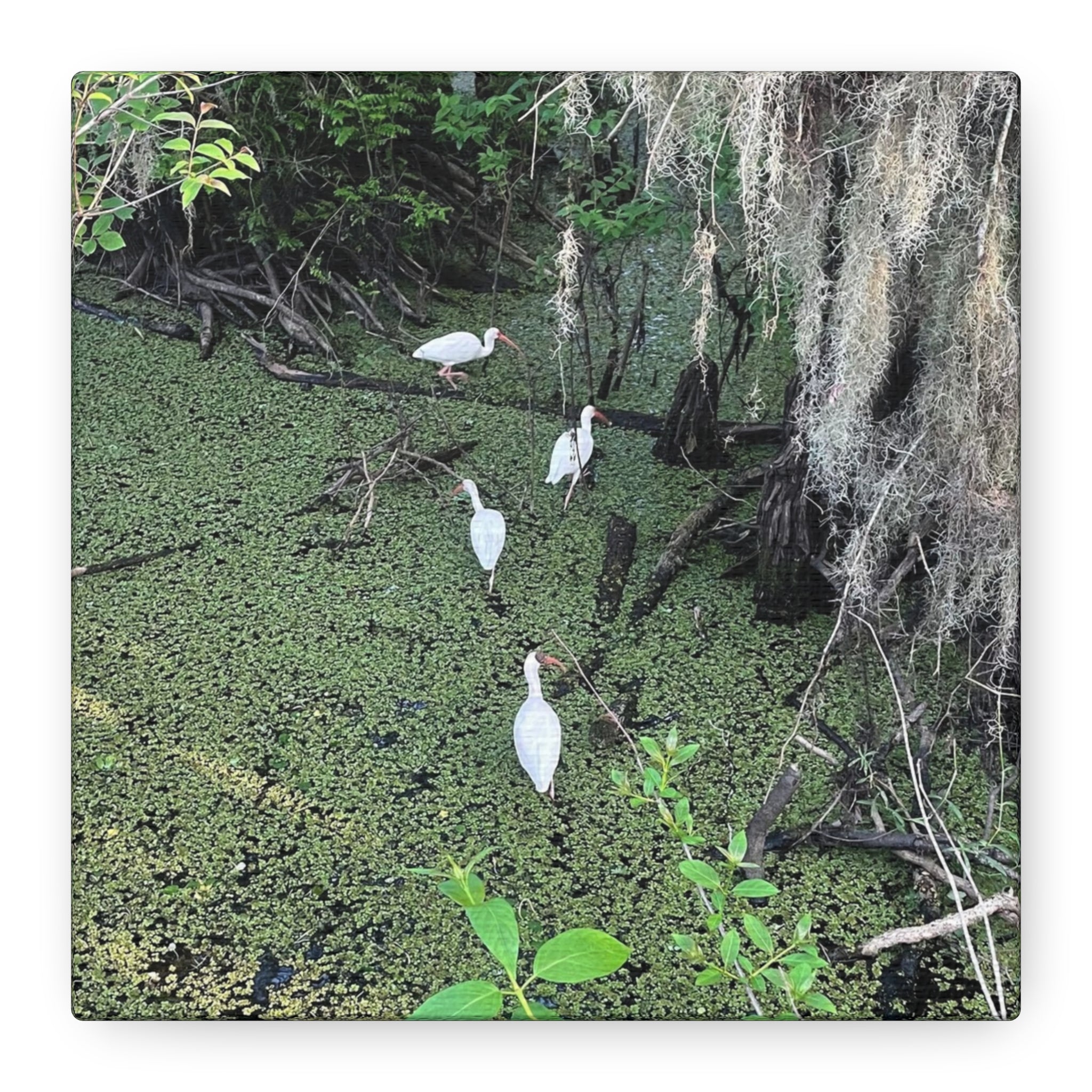 Swamp Egrets Canvas Print — Matte Stretched Nature Wall Art