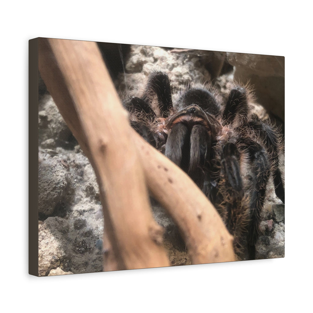 Tarantula Staredown Matte Canvas Print — Naturalistic Arachnid Wall Art