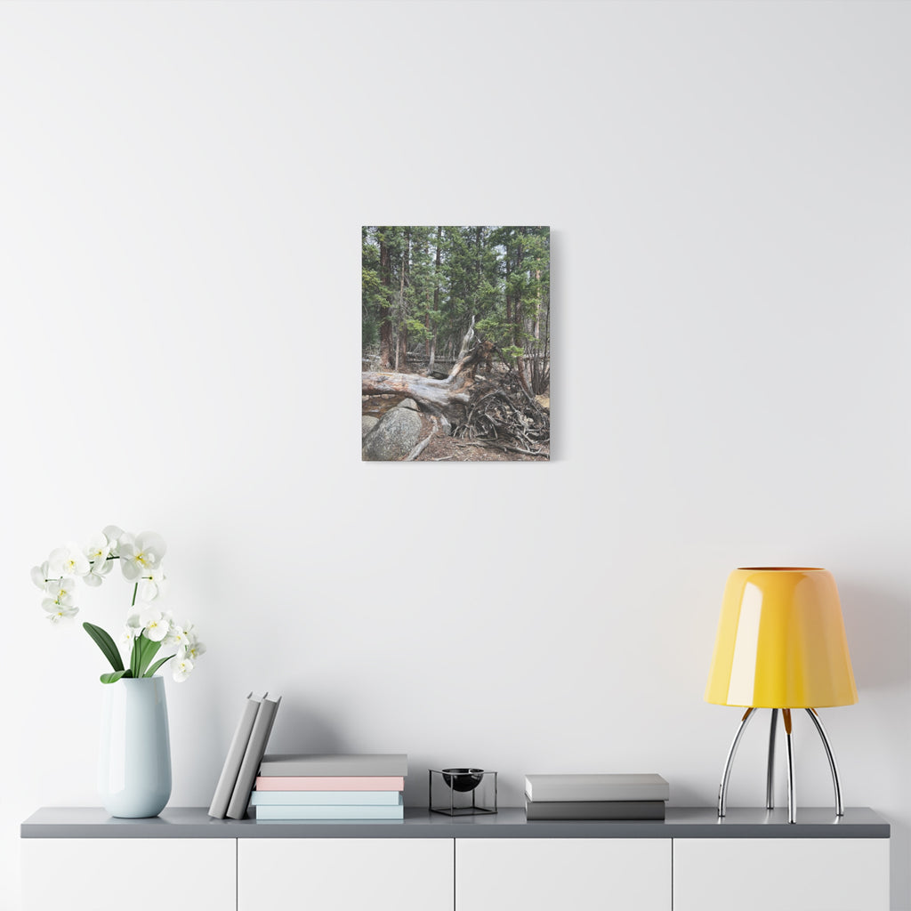 Forest Rootscape Matte Canvas Print — Stretched Wall Art