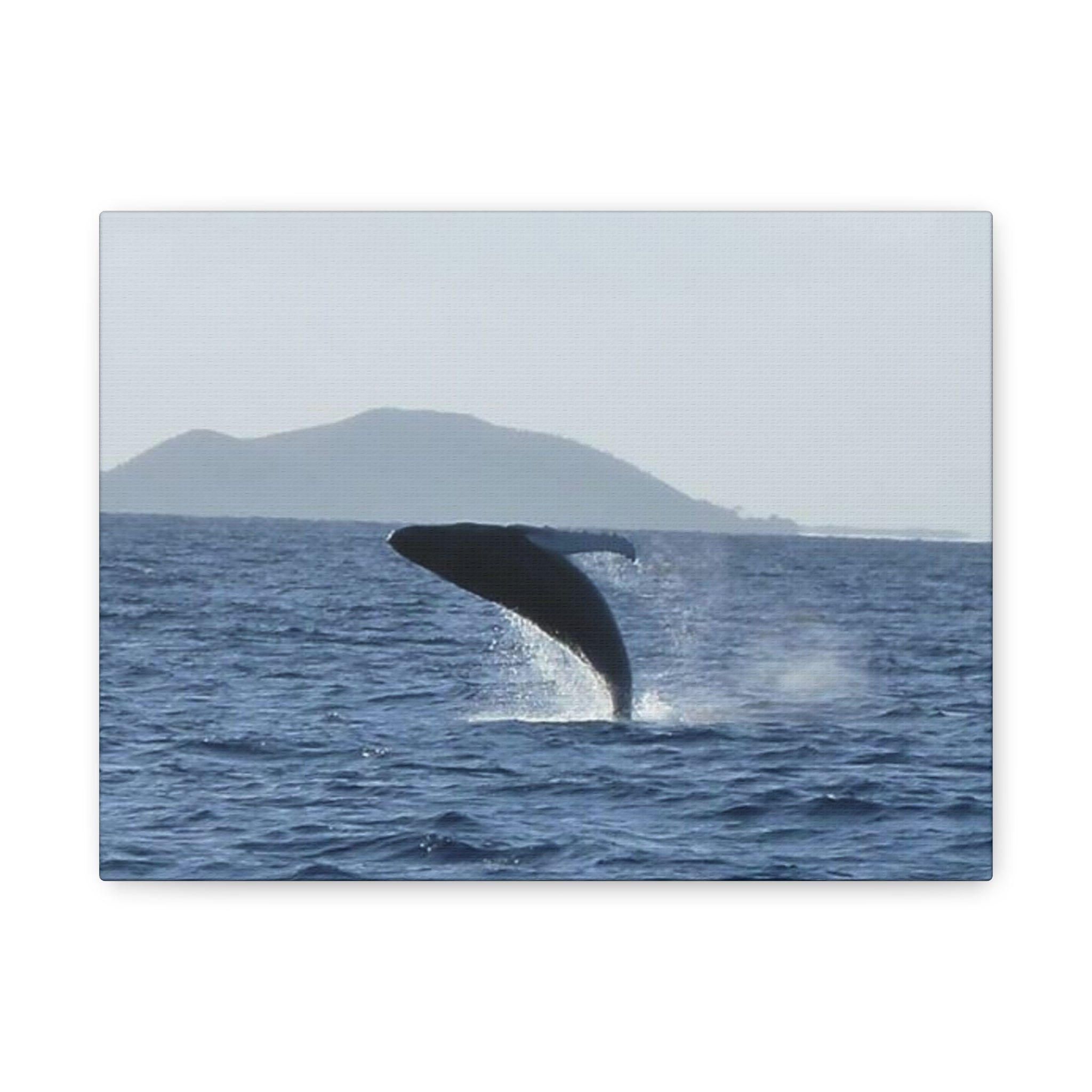 Humpback Whale Breach Matte Canvas Wall Art