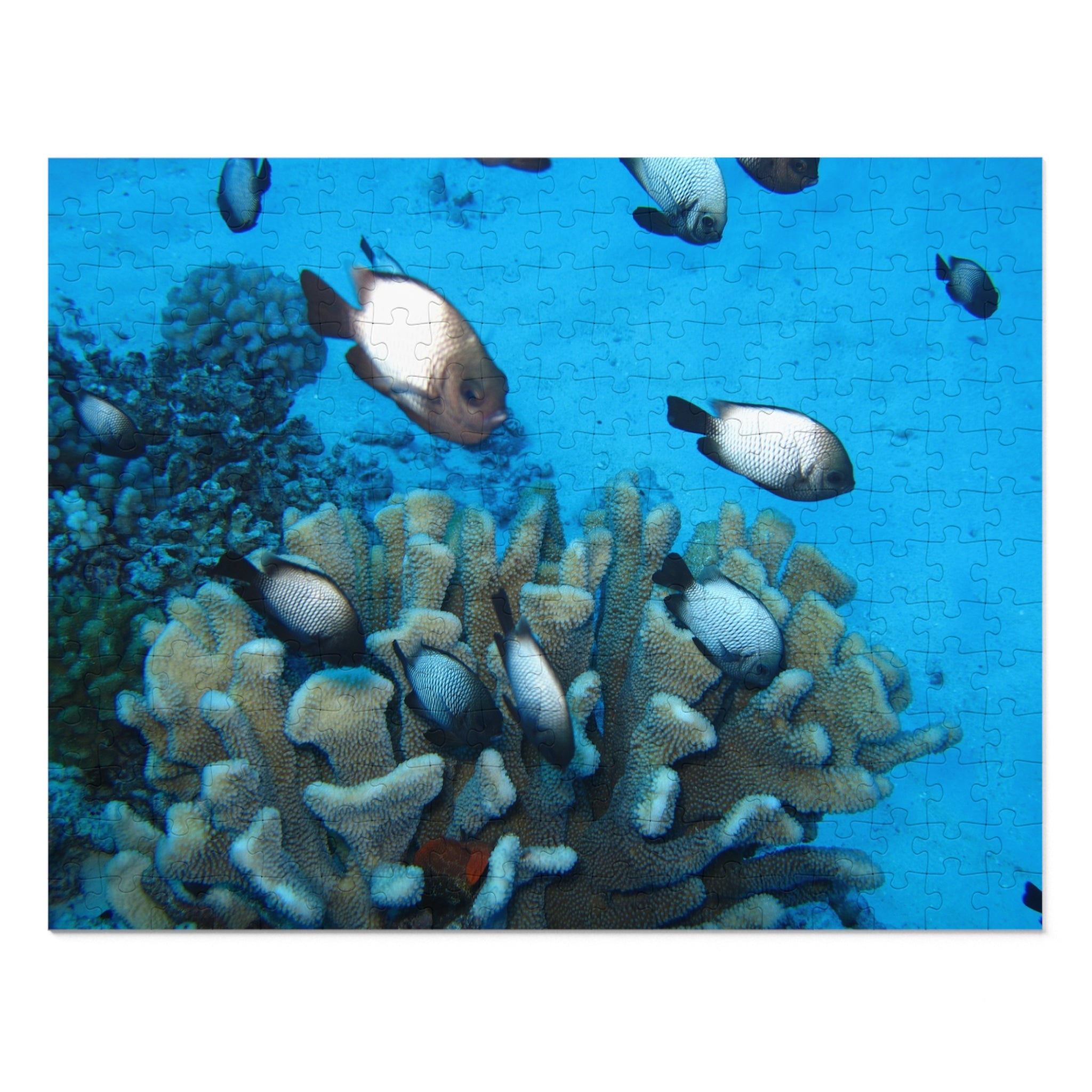 Coral Reef Fish Jigsaw Puzzle (with Tin) - Ocean Puzzle Gift