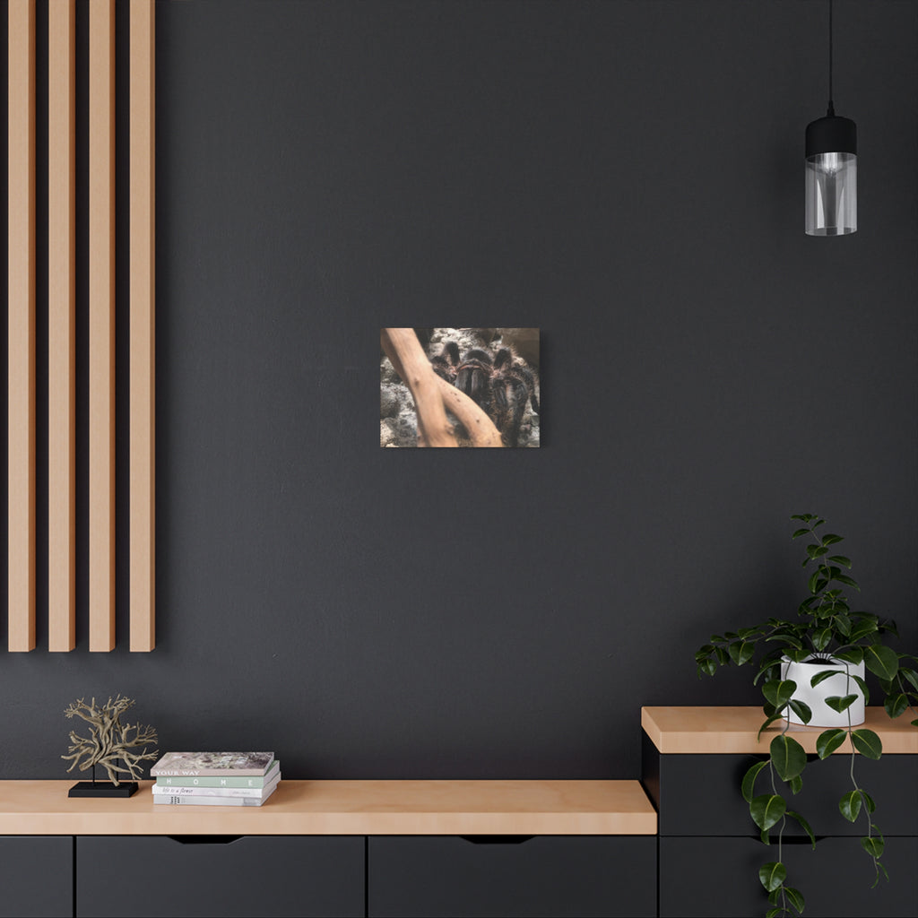 Tarantula Staredown Matte Canvas Print — Naturalistic Arachnid Wall Art
