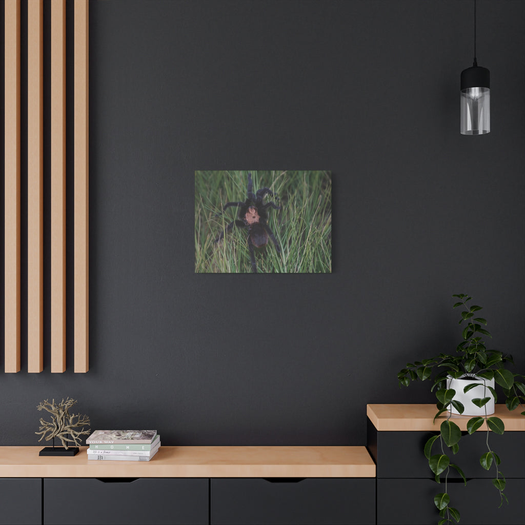 Roaming Tarantula Wall Art Canvas - Realistic Spider Photography on Matte Stretched Canvas