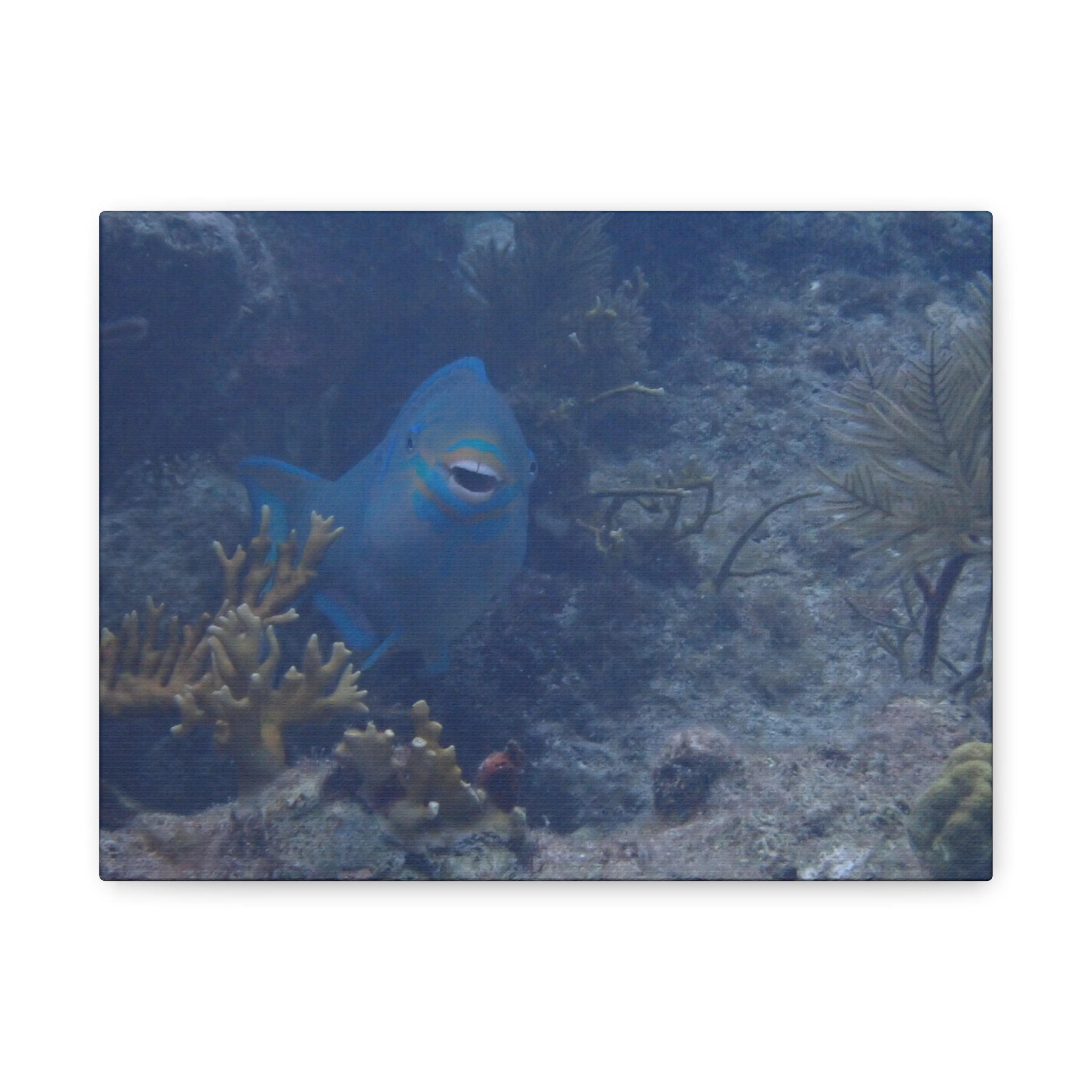 Underwater Parrotfish Canvas Print — Tropical Reef Wall Art