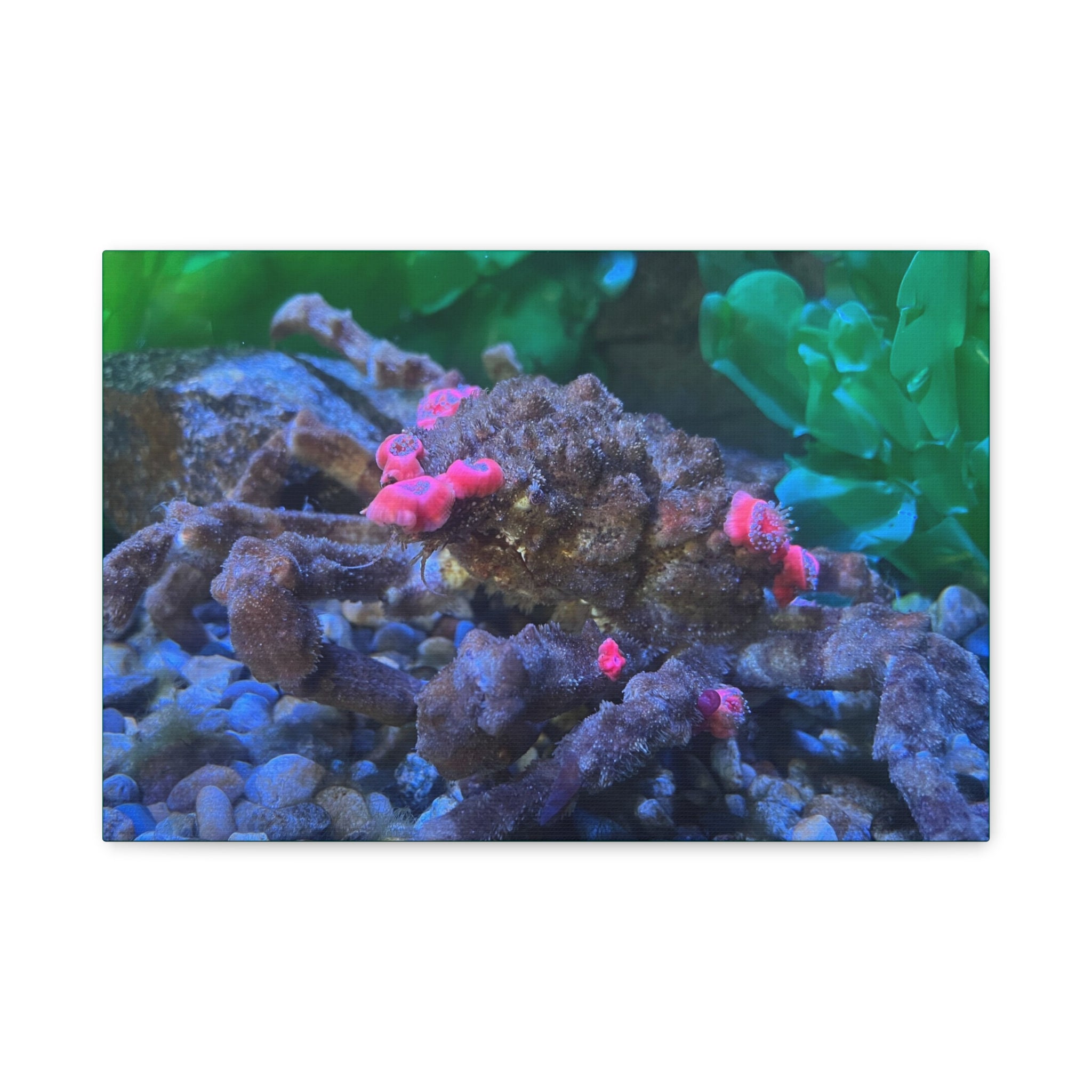 Decorator Crab Canvas Print — Colorful Underwater Art, Matte Stretched 1.25"