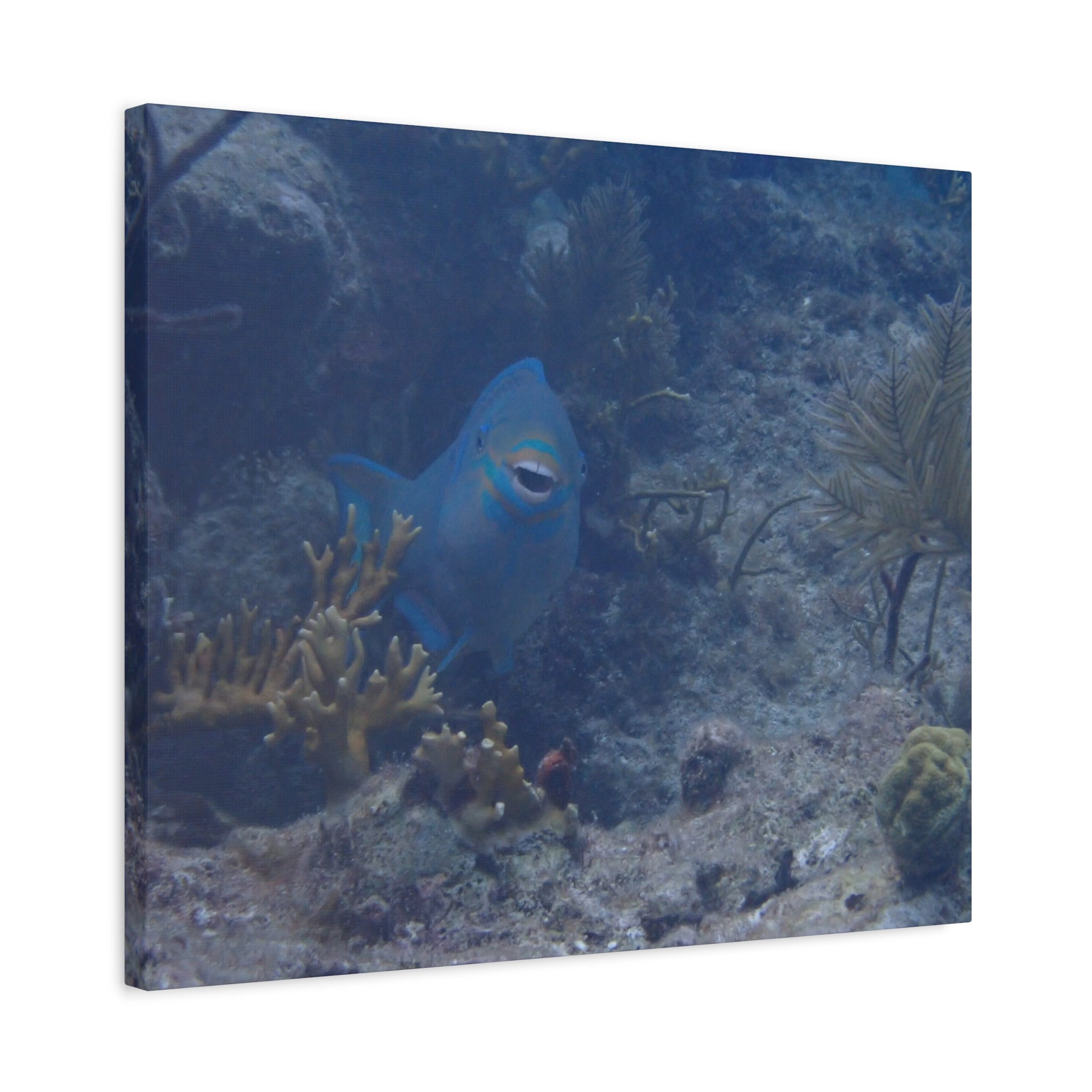 Underwater Parrotfish Canvas Print — Tropical Reef Wall Art