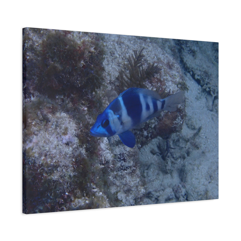Indigo Hamlet Canvas Print — Underwater Matte Stretched Wall Art