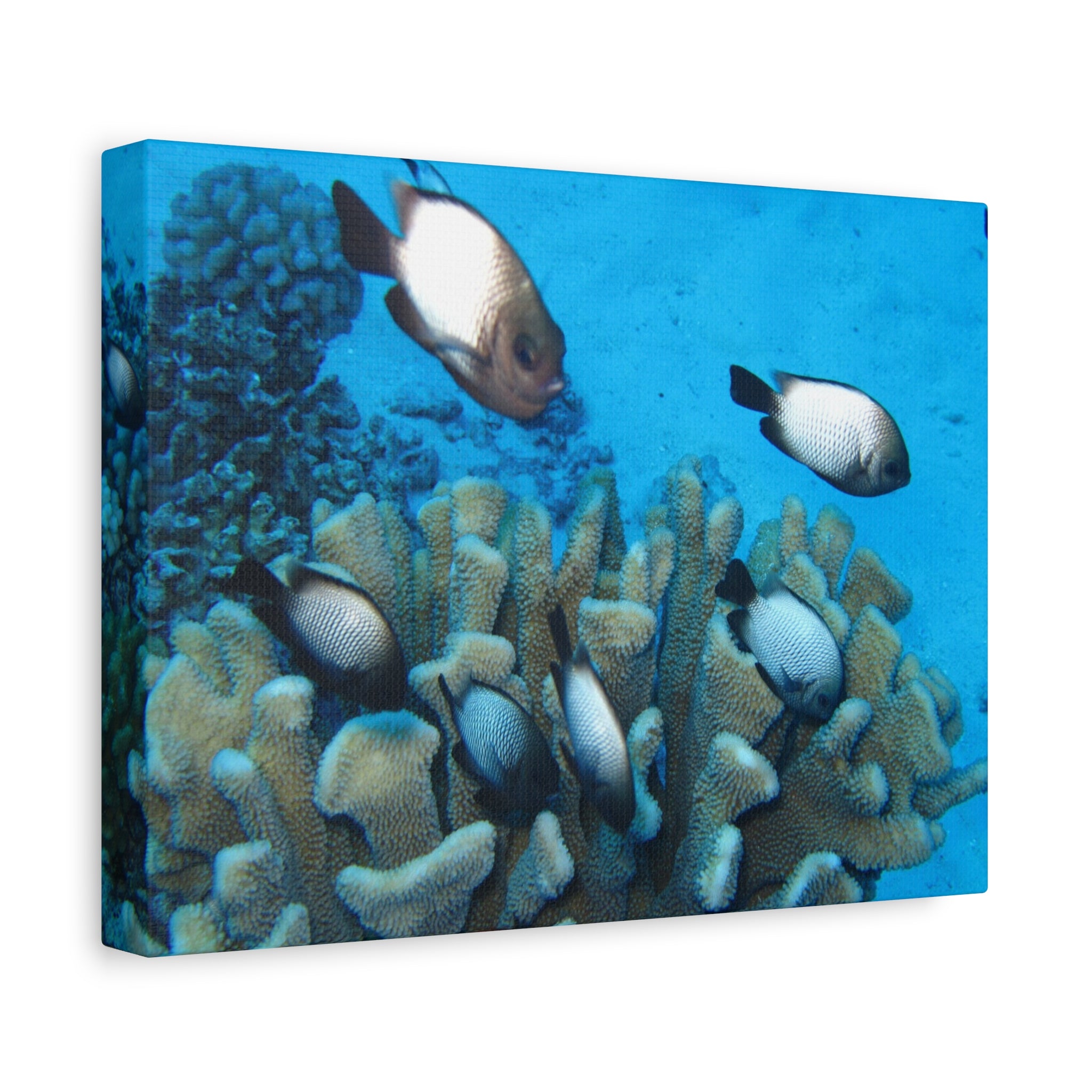 Underwater Coral Reef Canvas Wall Art — Tropical Fish Matte Stretched Canvas