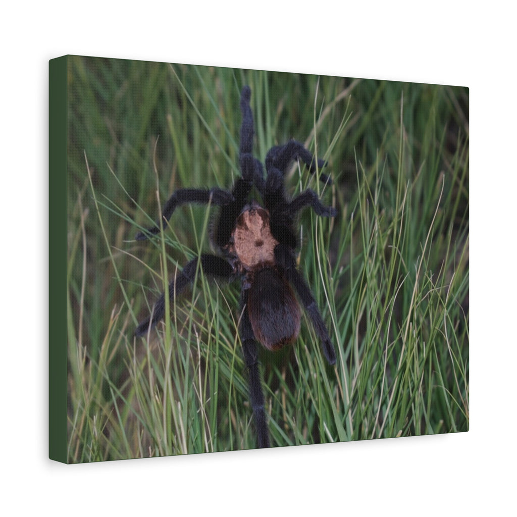 Roaming Tarantula Wall Art Canvas - Realistic Spider Photography on Matte Stretched Canvas