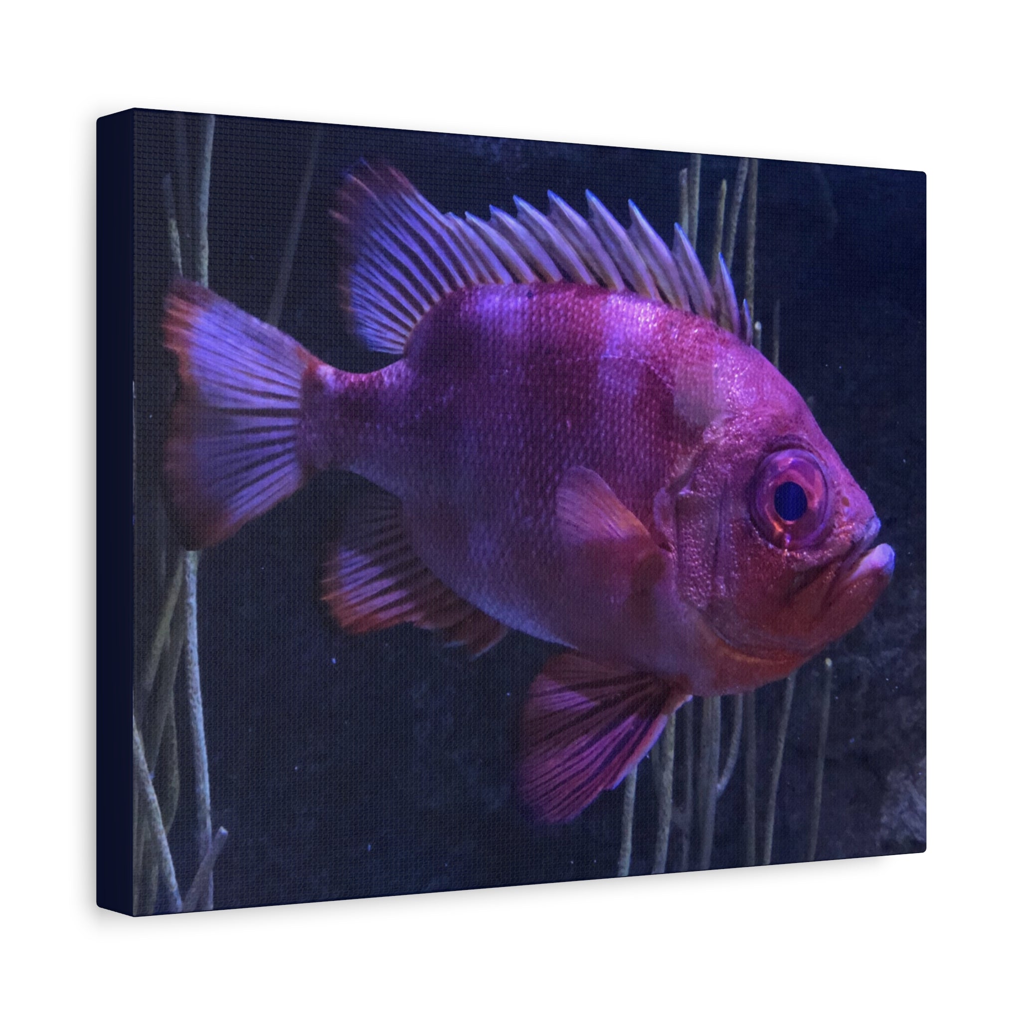 Popeye Catalufa Canvas Print — Vibrant Ocean Wall Art