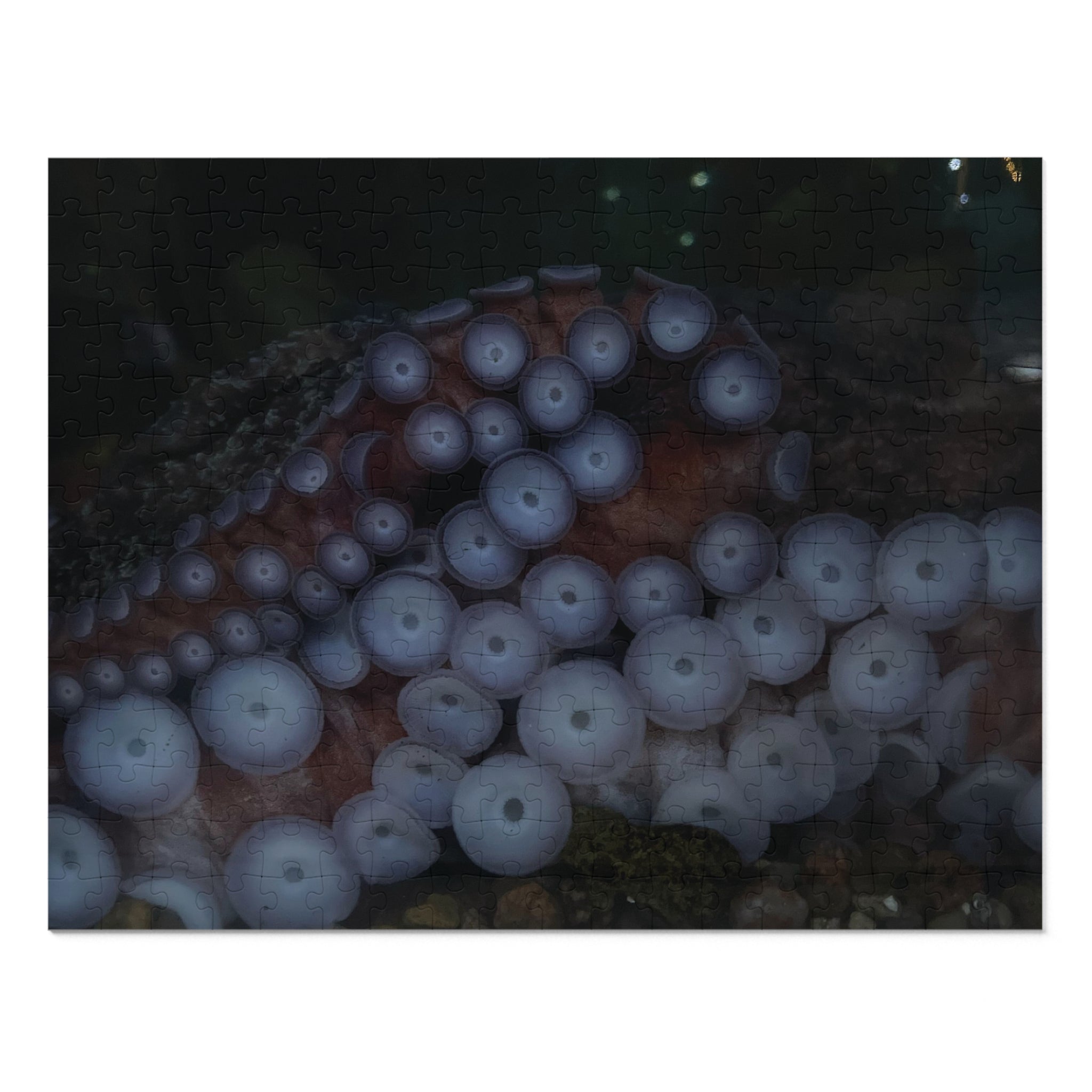 Octopus Suckers Jigsaw Puzzle with Tin — Marine Life Ocean Decor Gift