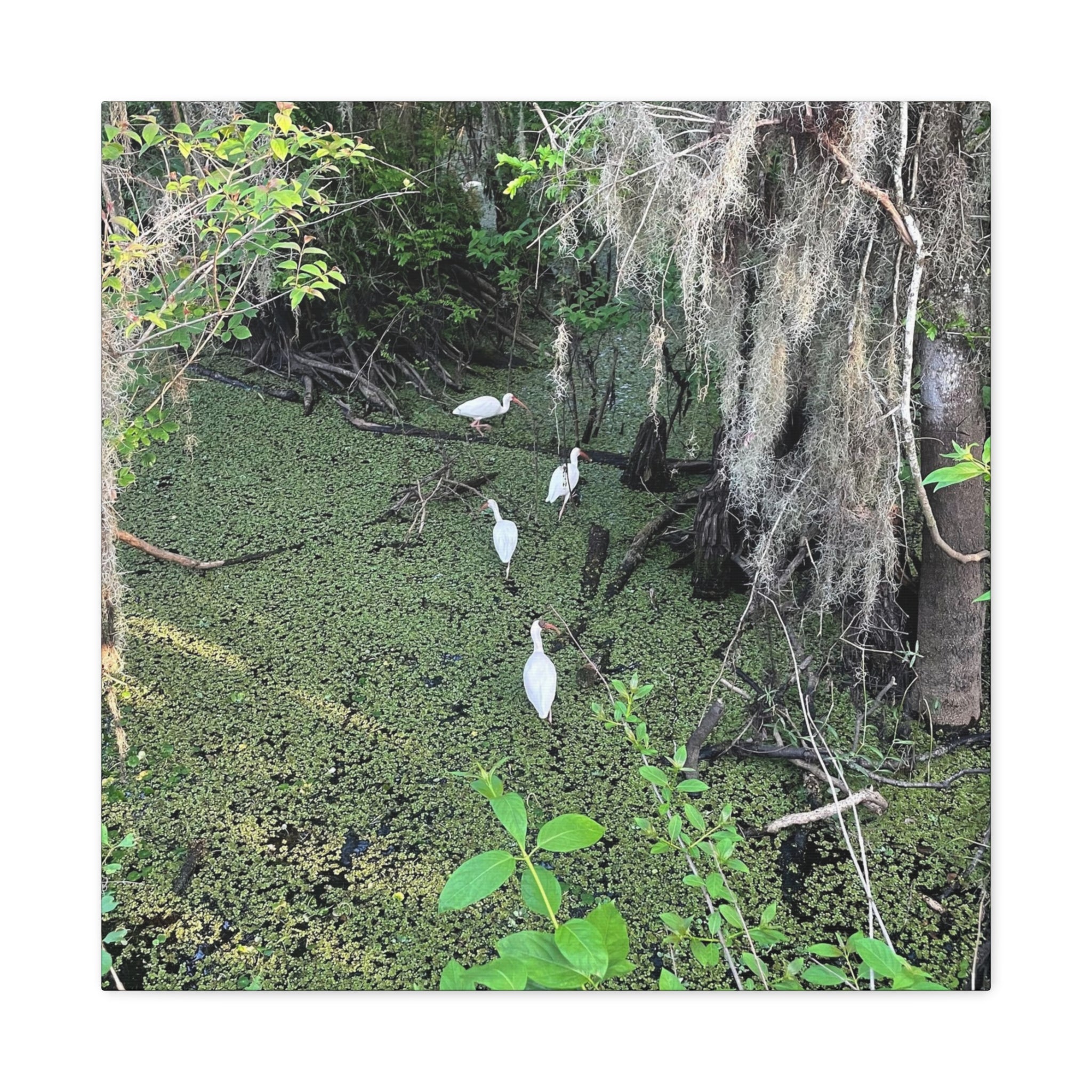 Swamp Egrets Canvas Print — Matte Stretched Nature Wall Art