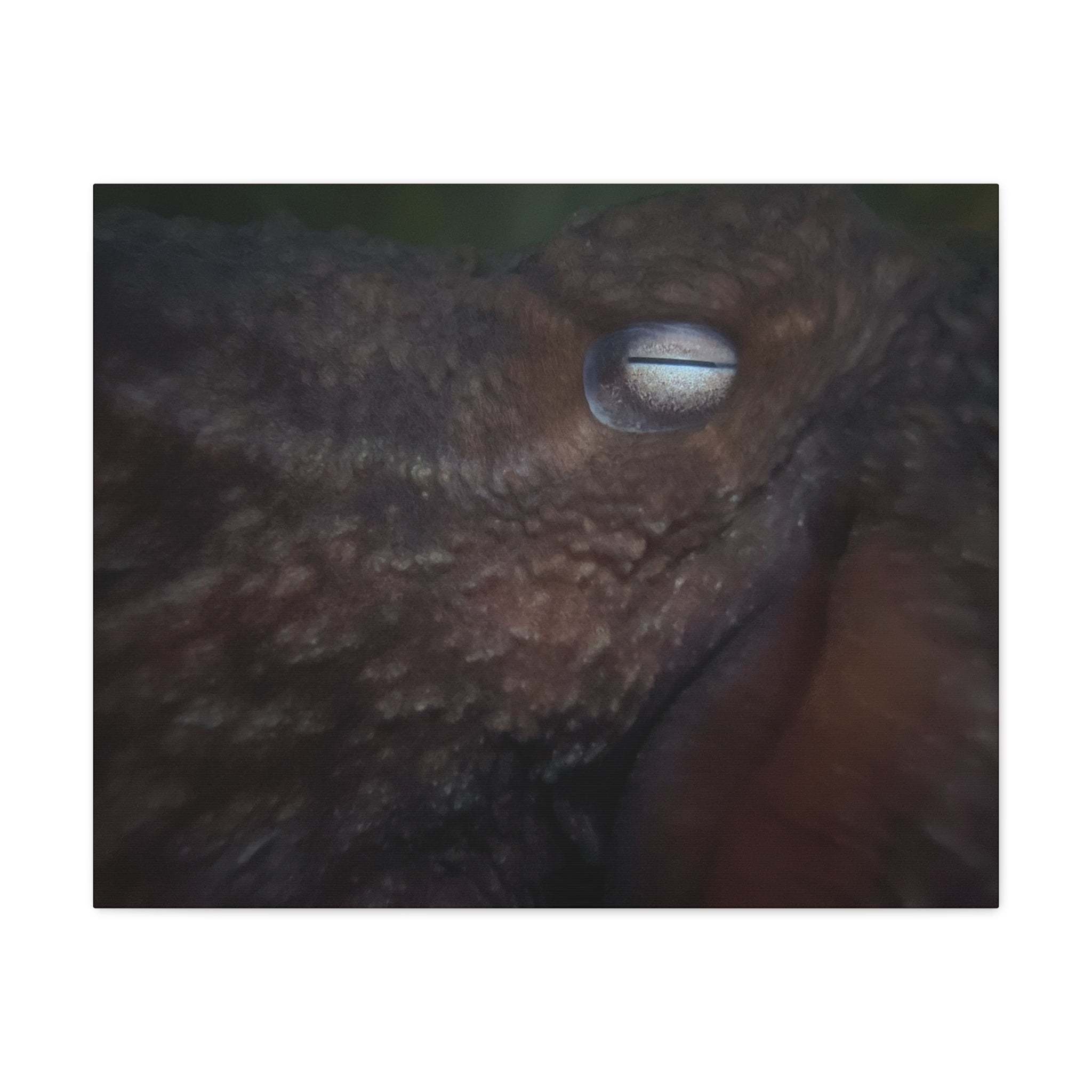 Octopus Eye Matte Canvas Print — Deep Sea Photography Wall Art
