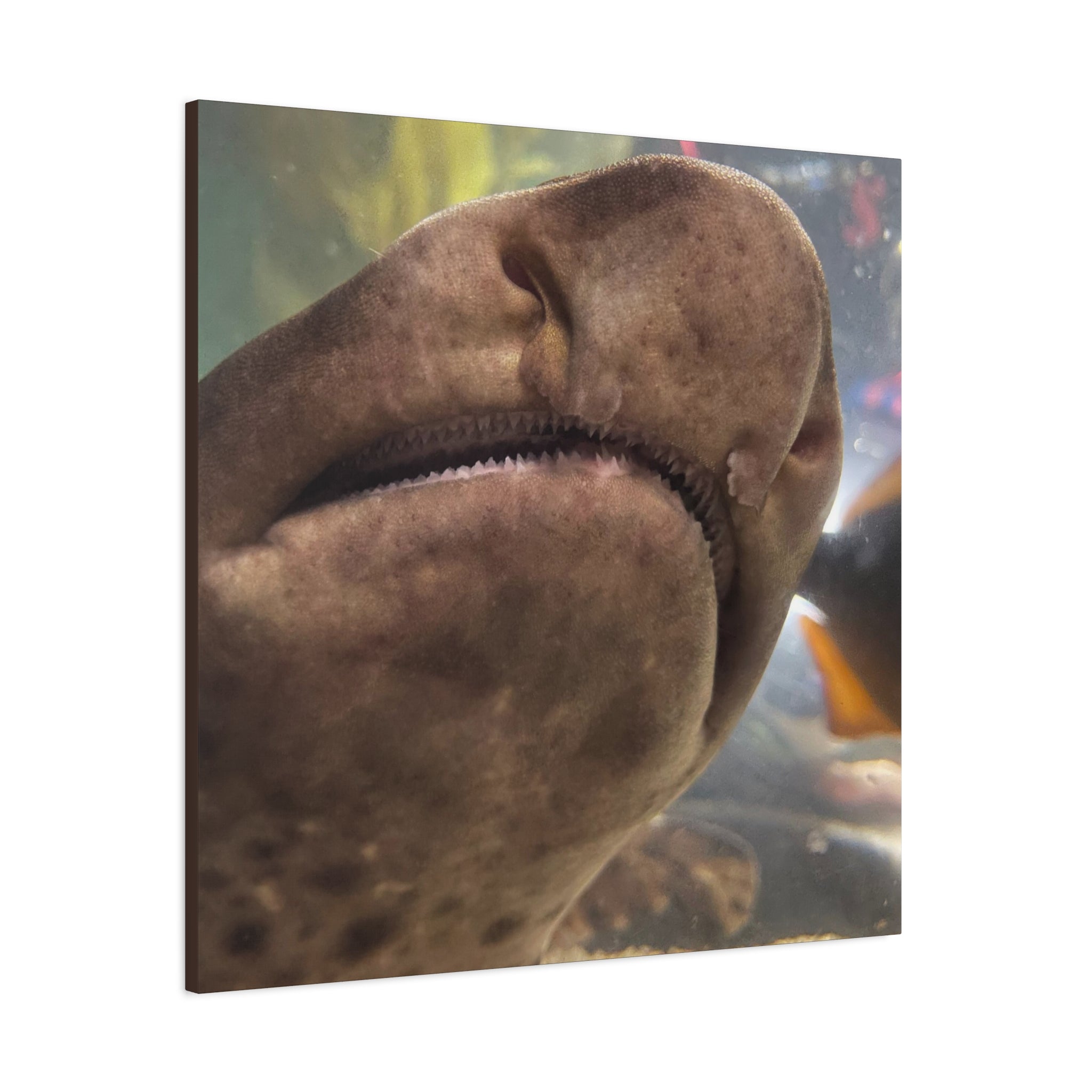 Swell Shark Close-Up Matte Canvas Print — Stretched 1.25" Wall Art