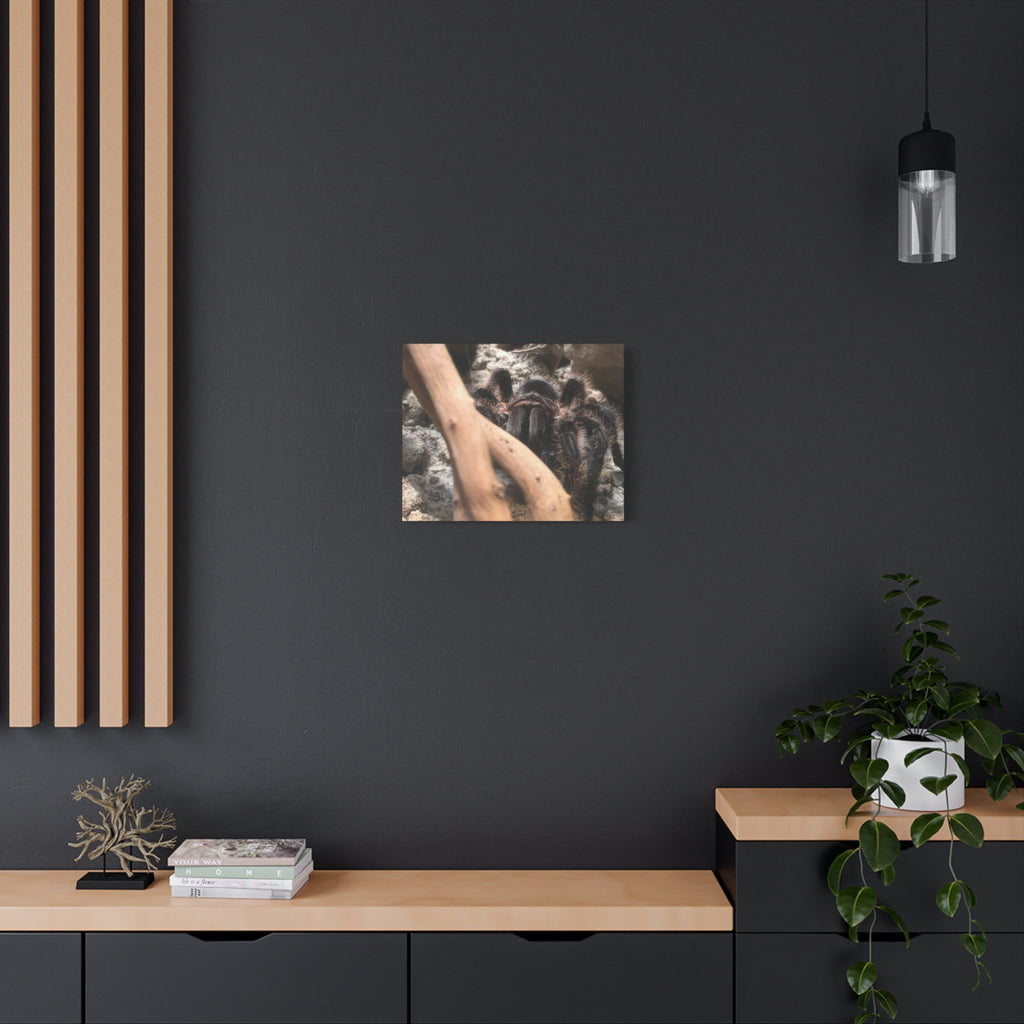 Tarantula Staredown Matte Canvas Print — Naturalistic Arachnid Wall Art