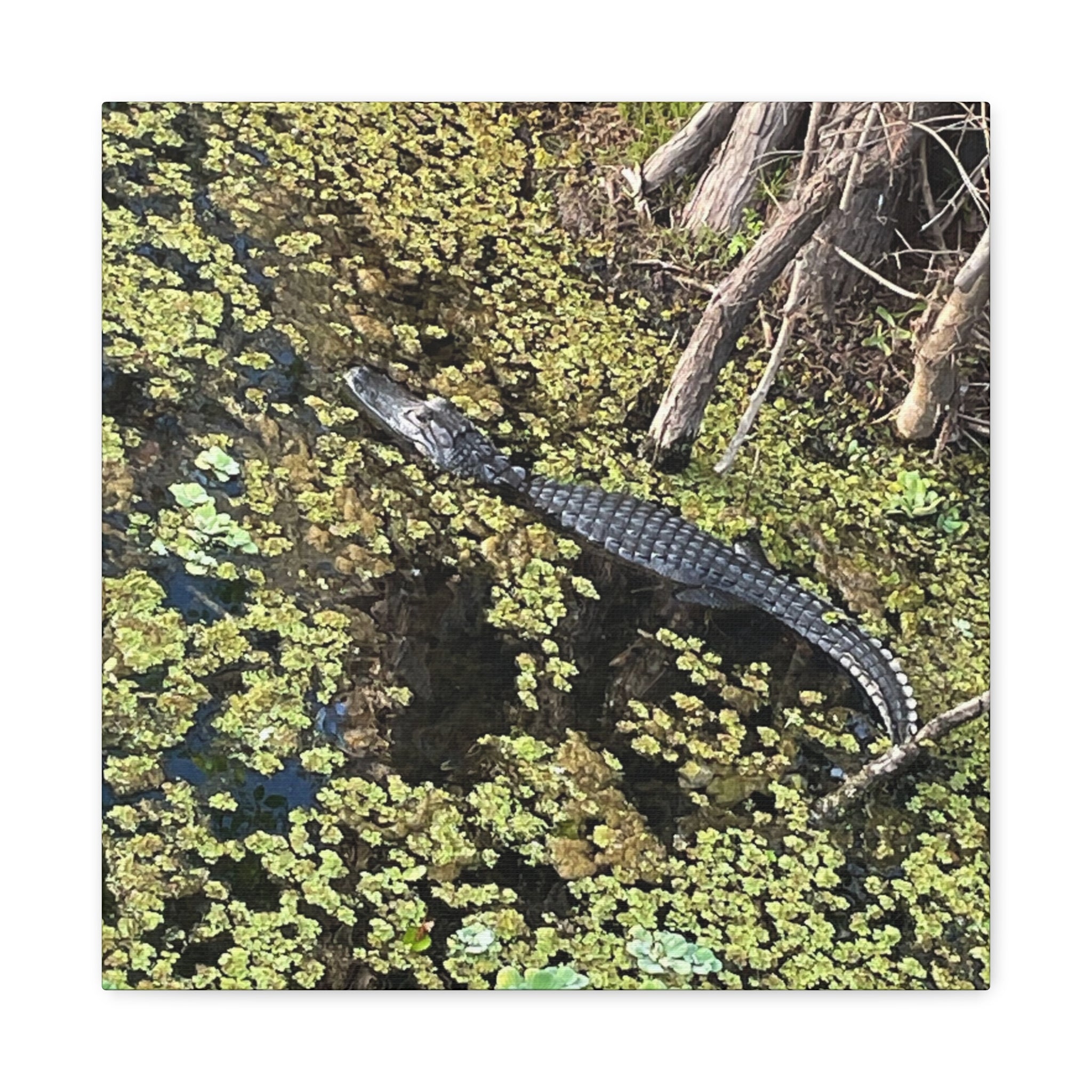 Alligator Photography Canvas Print — Matte Stretched Wall Art