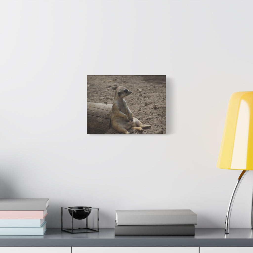 Relaxed Meerkat Matte Canvas Wall Art — Cute Animal Photo Print