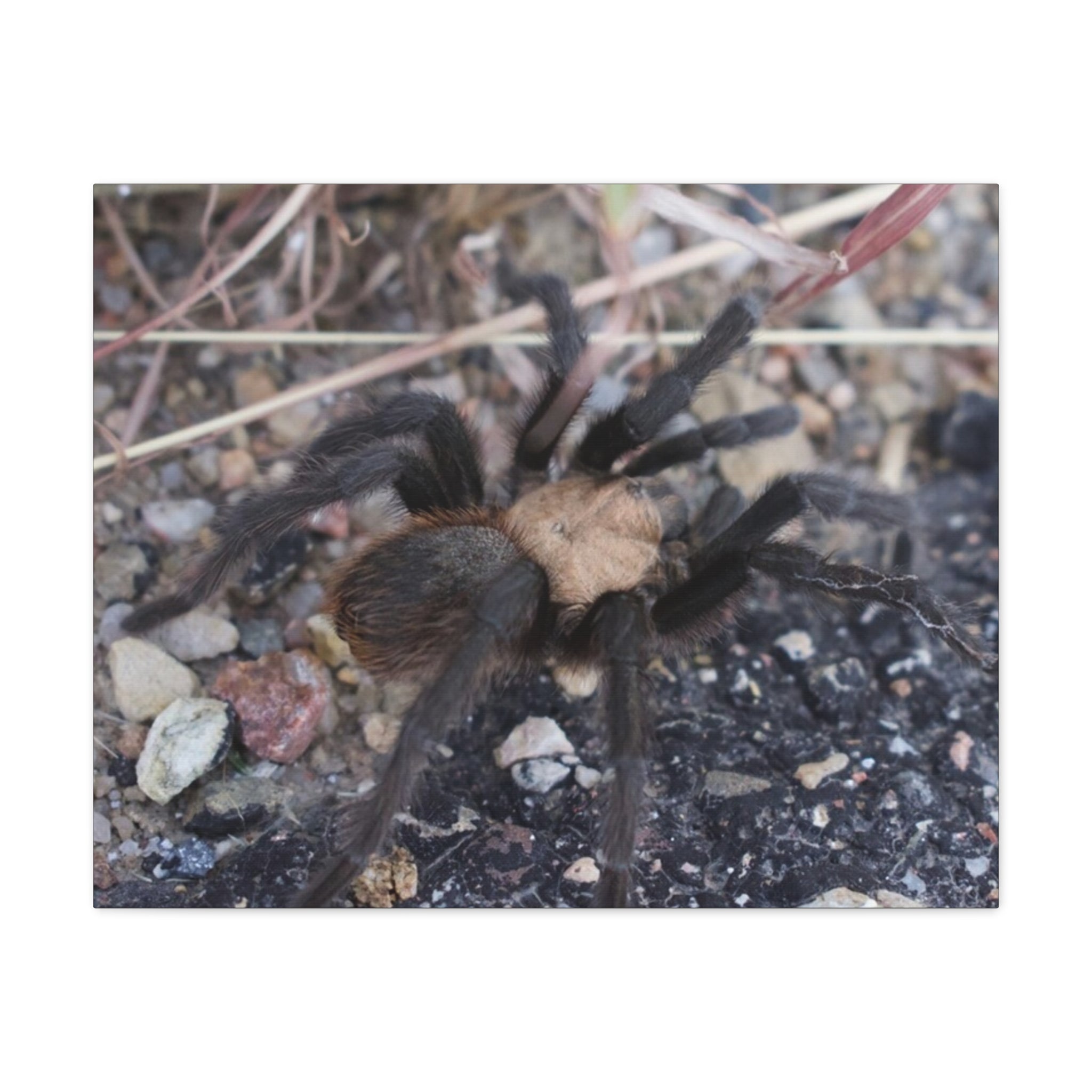 Tarantula Canvas Print — Matte Stretched Wall Art