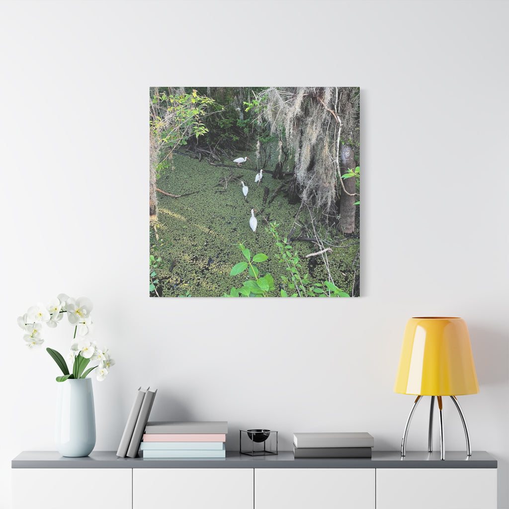 Swamp Egrets Canvas Print — Matte Stretched Nature Wall Art