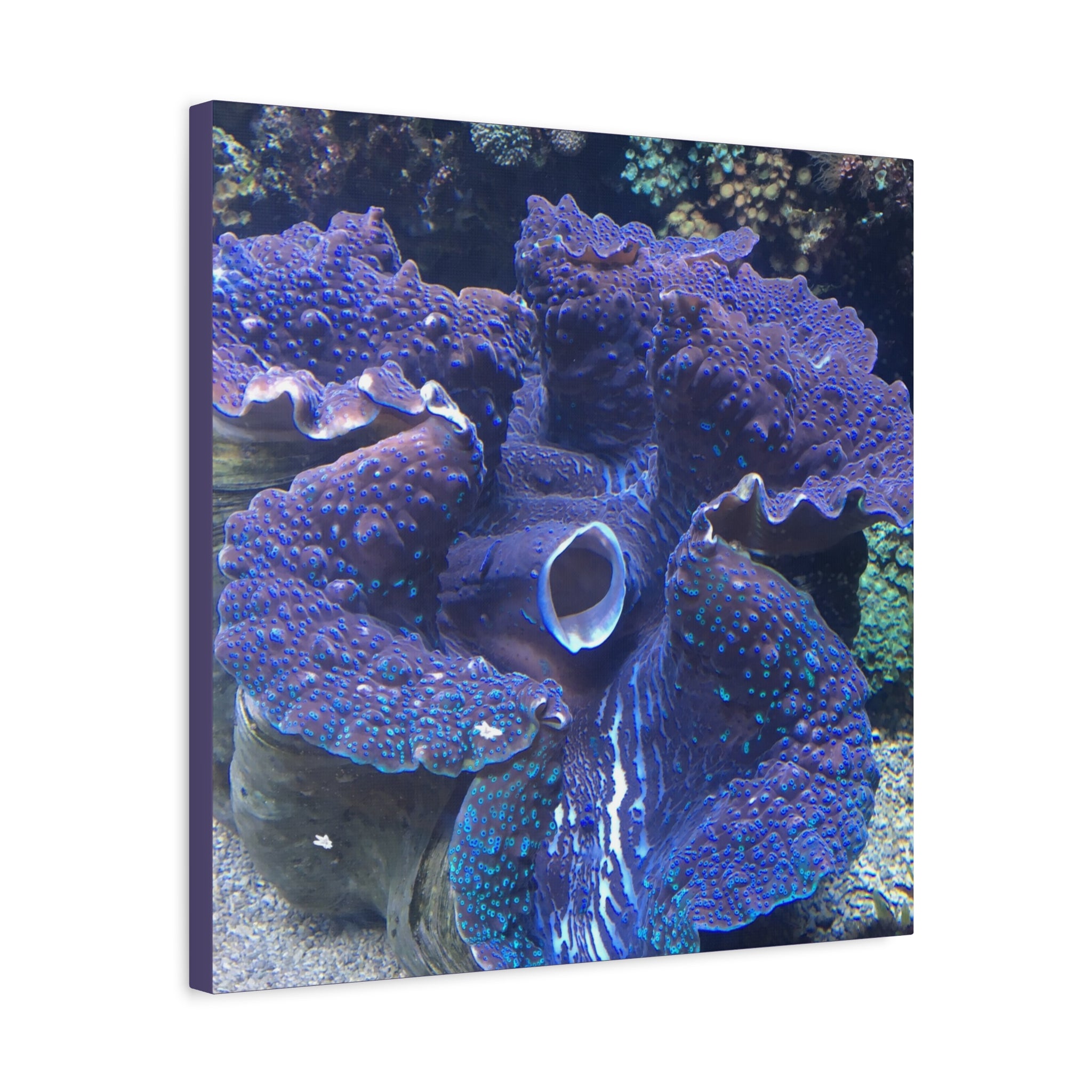 Blue Tridacna Clam Matte Canvas Print — Vibrant Ocean Coral Wall Art