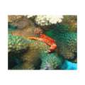 Coral Reef Crab Jigsaw Puzzle (with Tin) — Ocean Puzzle Gift
