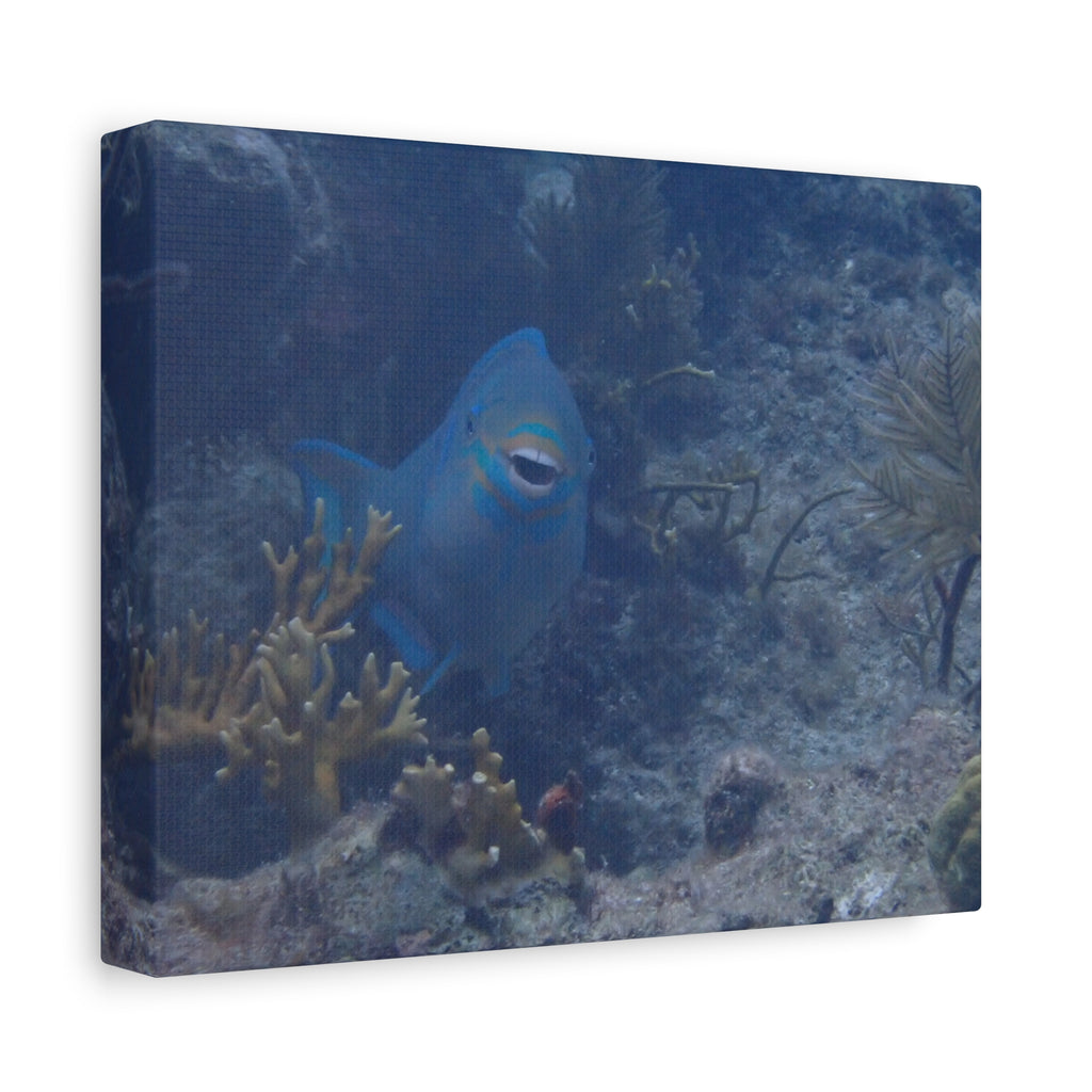 Underwater Parrotfish Canvas Print — Tropical Reef Wall Art