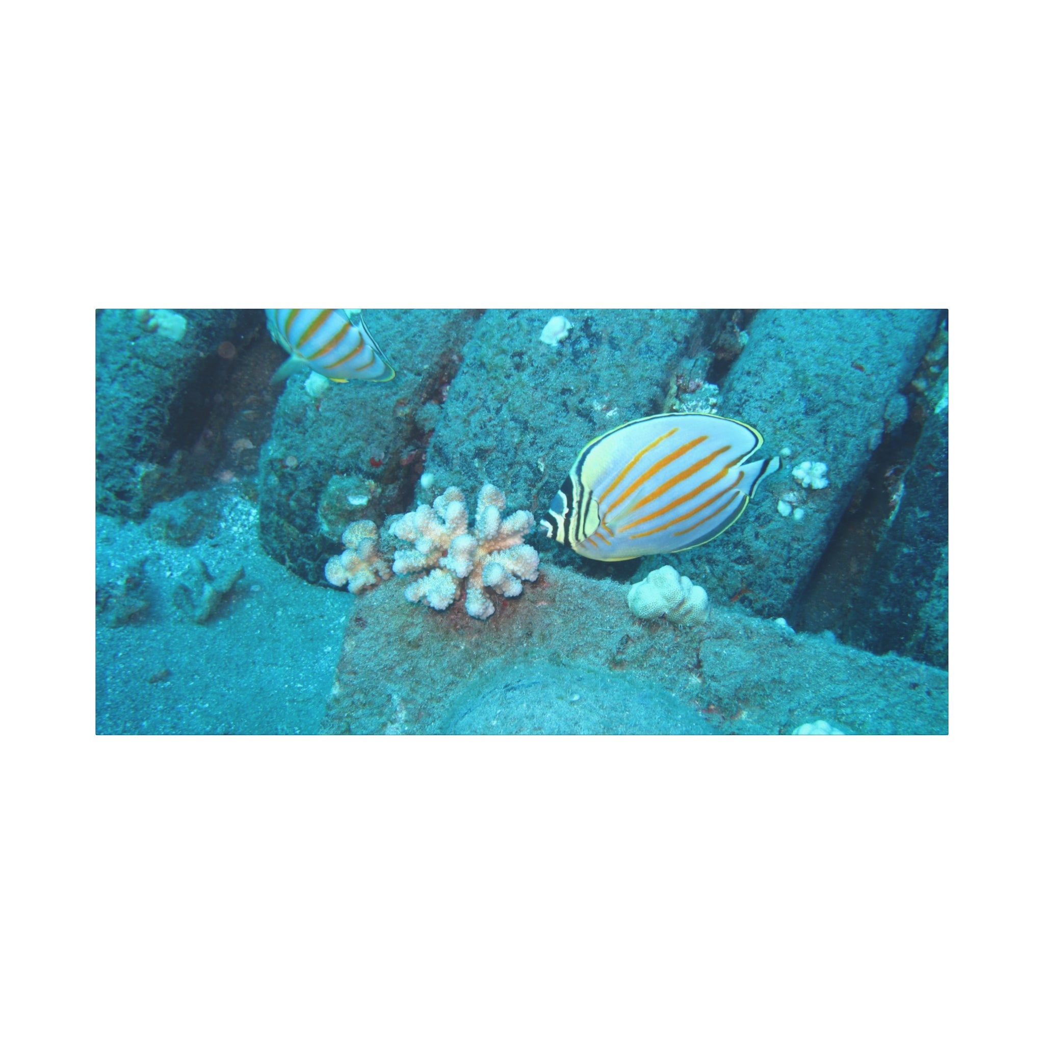 Tropical Butterflyfish Canvas Print — Underwater Coral Reef Wall Art