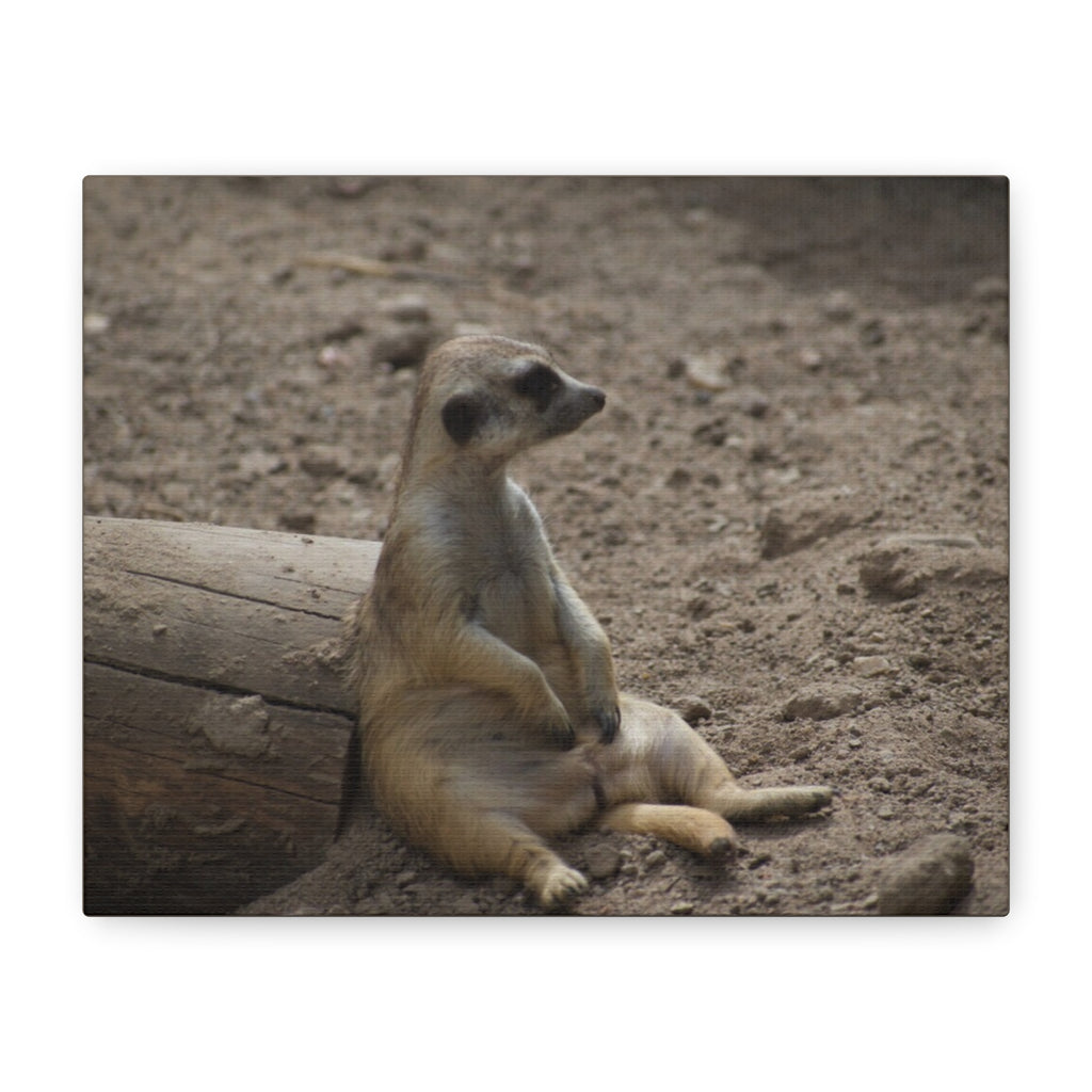 Relaxed Meerkat Matte Canvas Wall Art — Cute Animal Photo Print