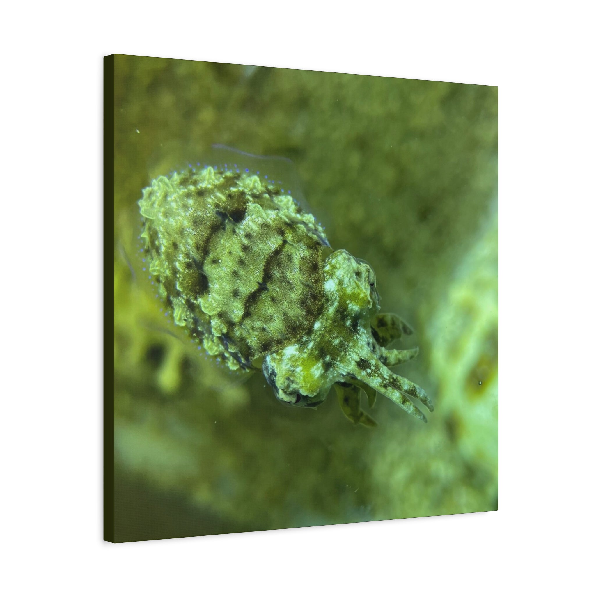 Dwarf Cuttlefish Canvas Print — Matte Stretched Sea Life Wall Art