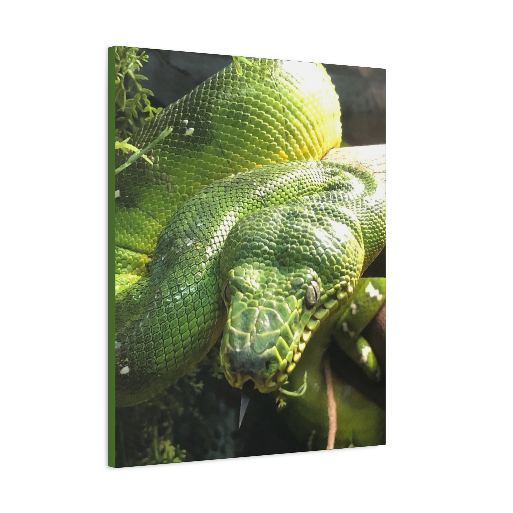 Green Tree Python Canvas Print — Tropical Snake Wall Art (Matte Stretched)