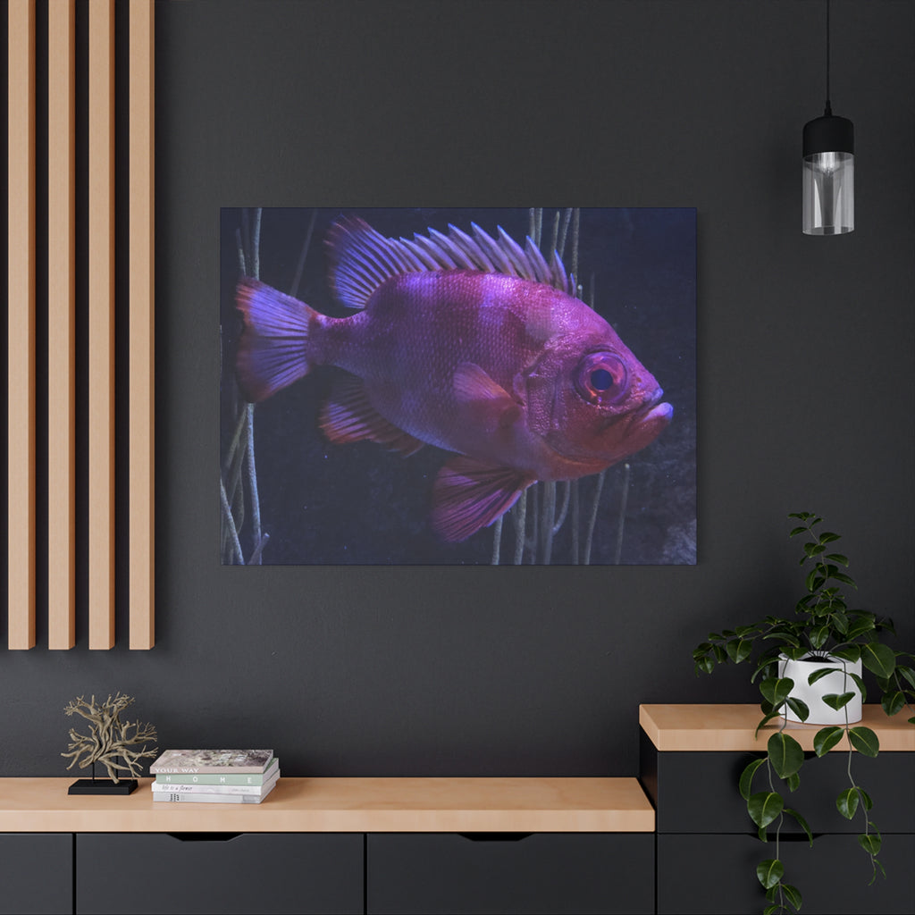 Popeye Catalufa Canvas Print — Vibrant Ocean Wall Art