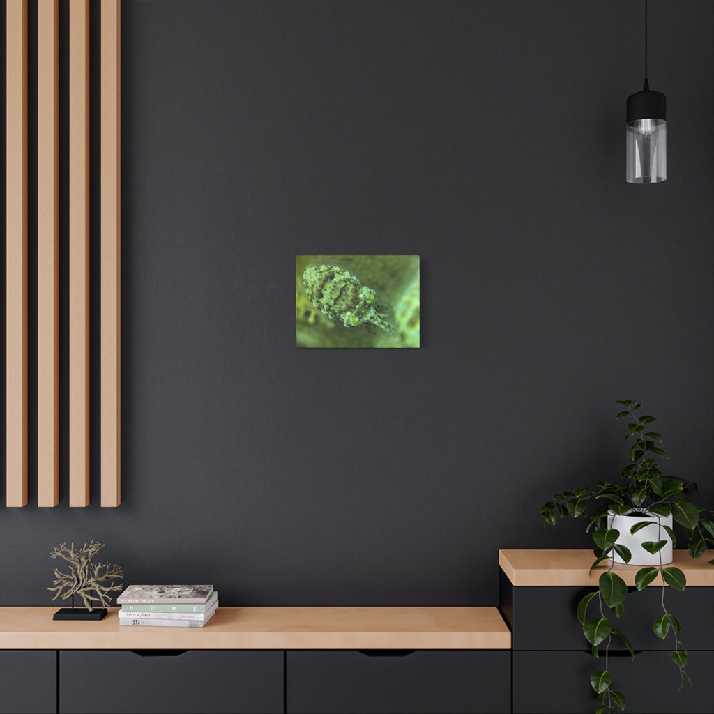 Dwarf Cuttlefish Canvas Print — Matte Stretched Sea Life Wall Art