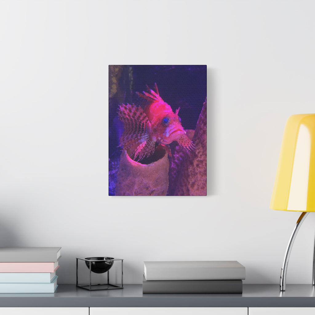 Fuzzy Dwarf Lionfish Canvas Print — Vibrant Marine Wall Art (1.25" Stretched)