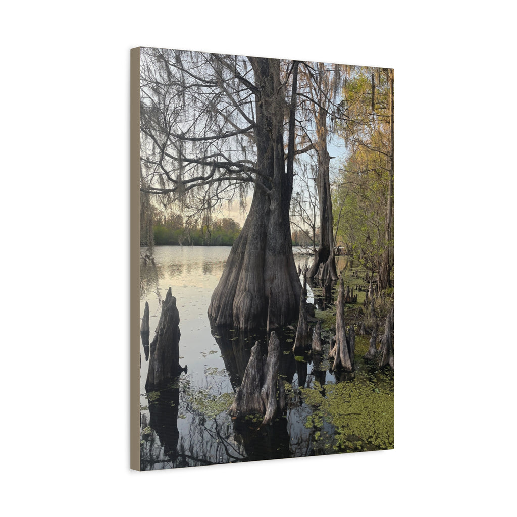 Swamp Matte Stretched Canvas