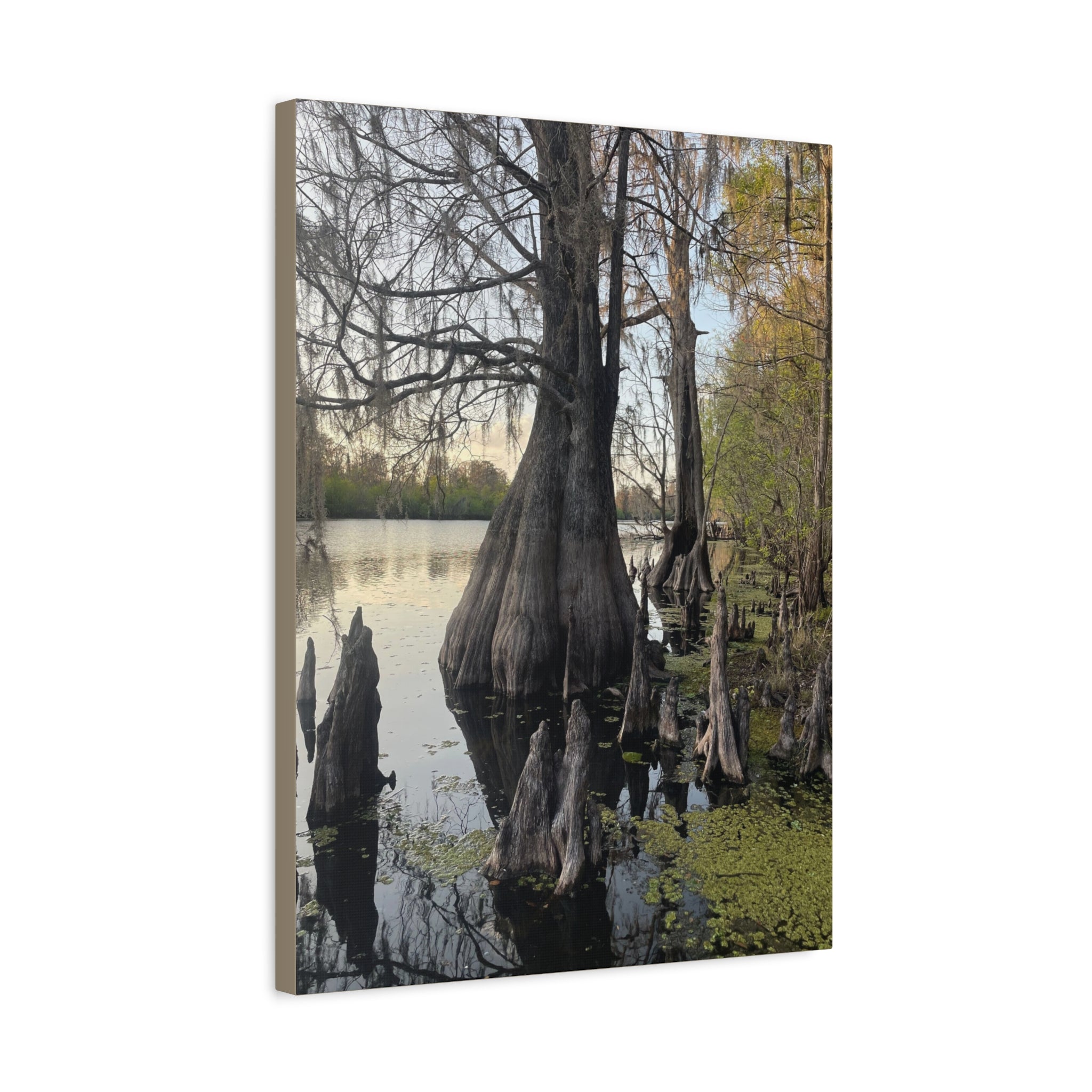 Swamp Matte Stretched Canvas
