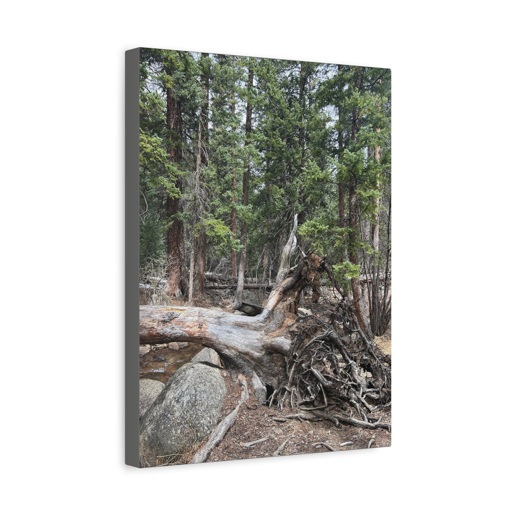 Forest Rootscape Matte Canvas Print — Stretched Wall Art