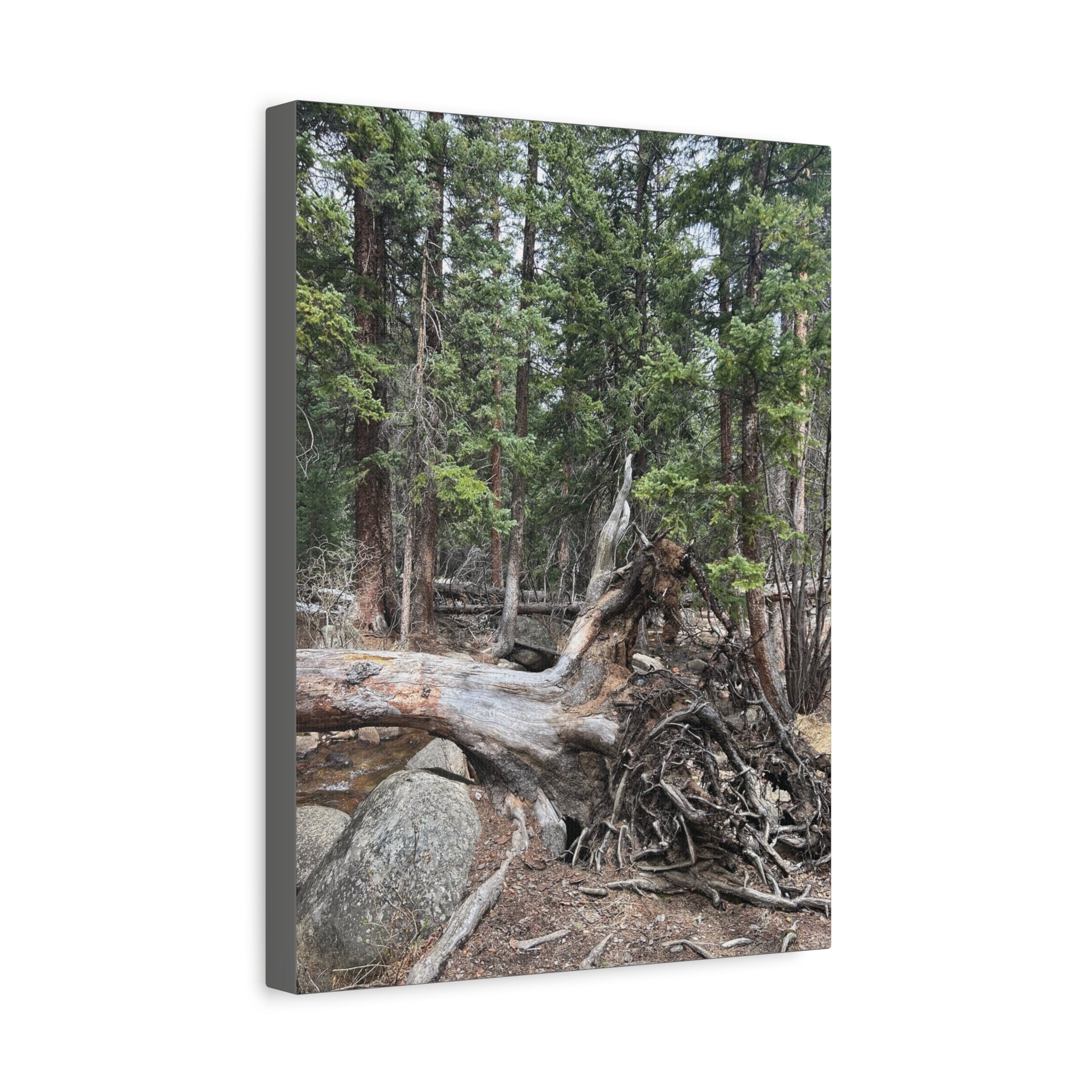 Forest Rootscape Matte Canvas Print — Stretched Wall Art